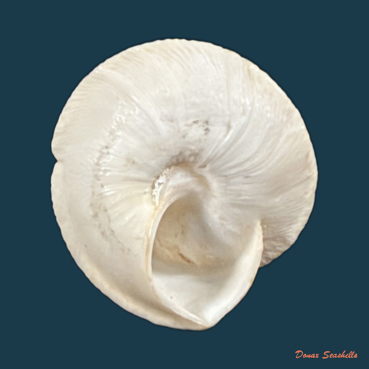 Sphincterochila chionudiscus (Boettger, 1884) - 18,1mm