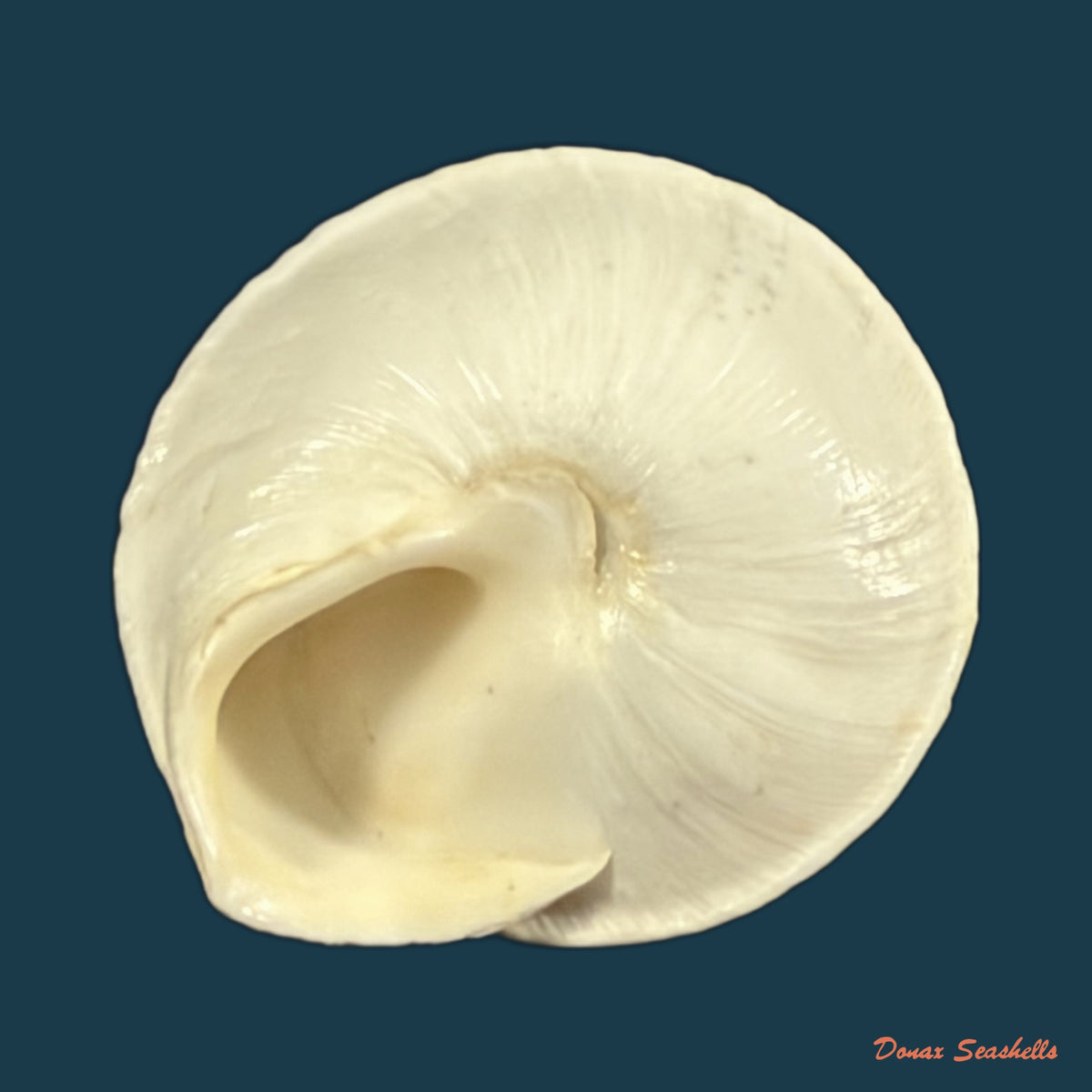 Sphincterochila pardoi Llabador, 1950 - 24,6mm