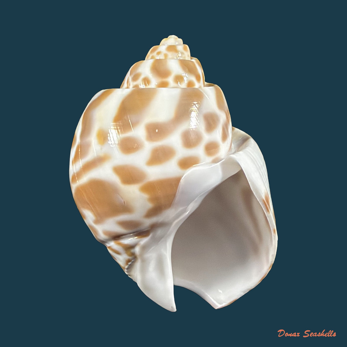 Babylonia valentiana (Swainson, 1822) - 56,3mm
