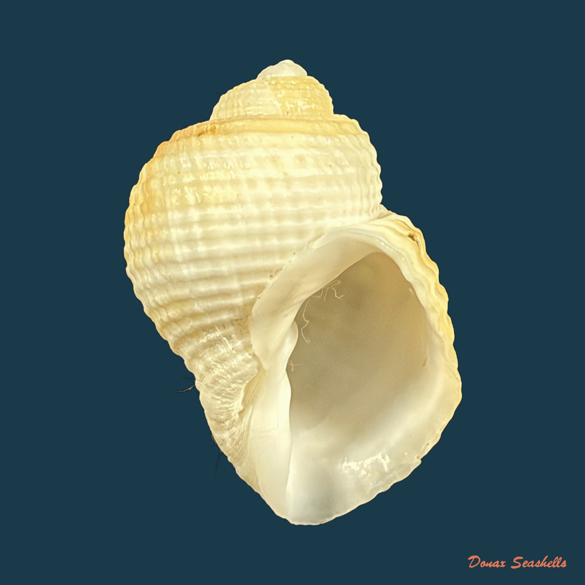 Cancellaria obtusa Deshayes, 1830 - 34,5mm