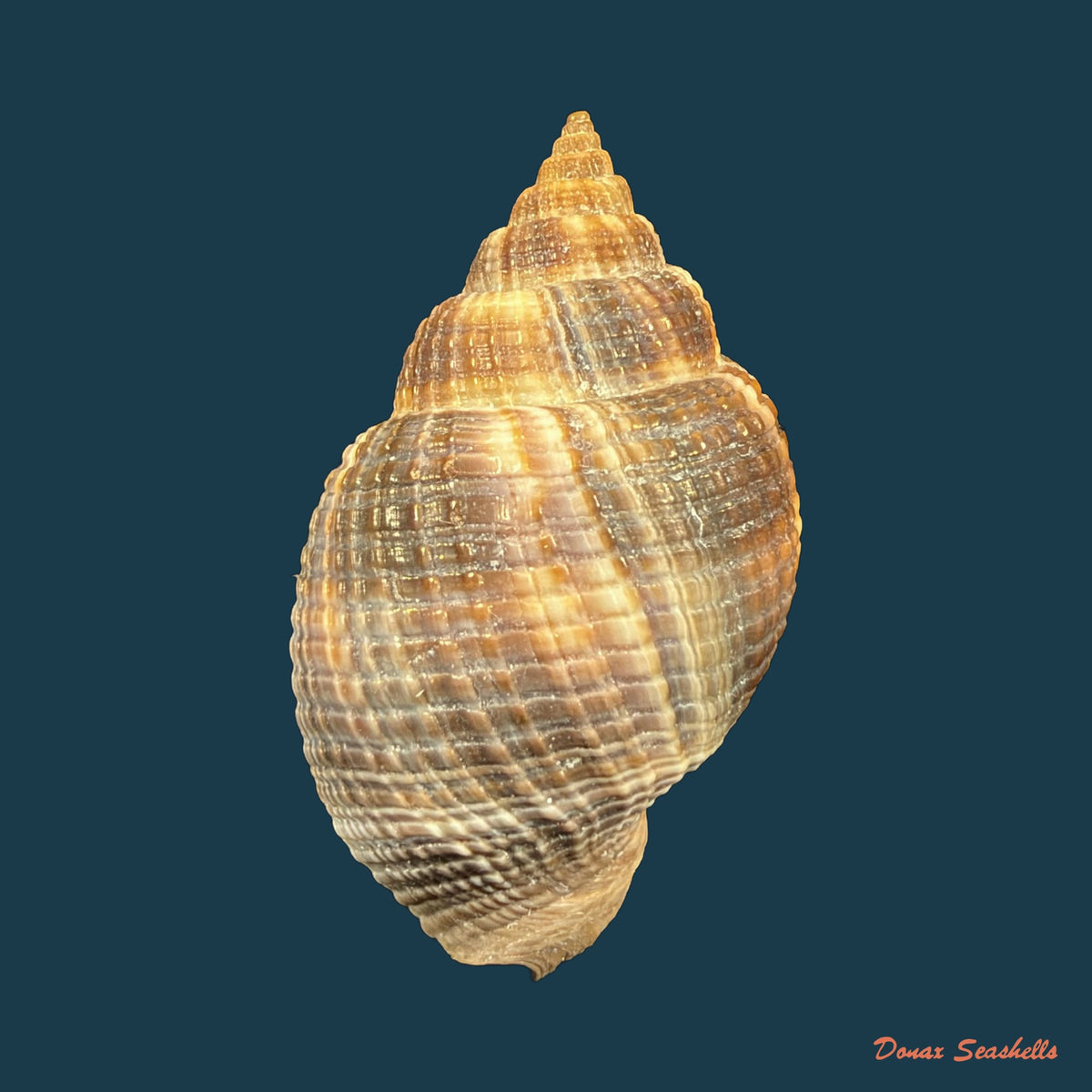 Cancellaria mediamericana Petuch, 1998 - 37,5mm