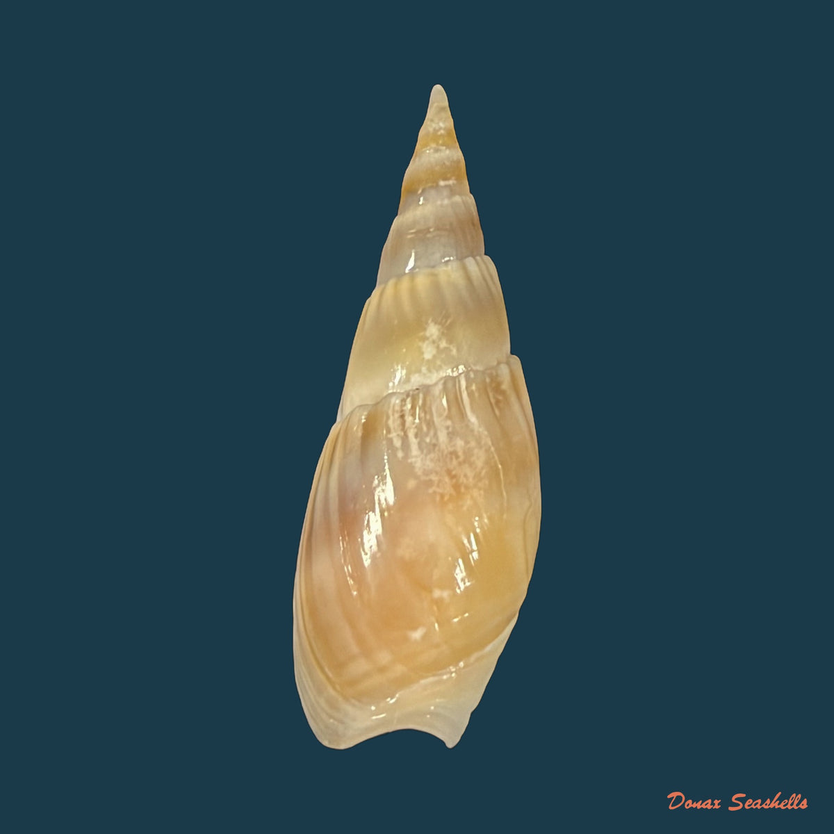 Bullia natalensis (Krauss, 1848) - 32,1mm