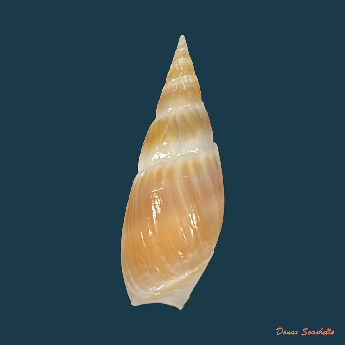 Bullia natalensis (Krauss, 1848) - 29,6mm