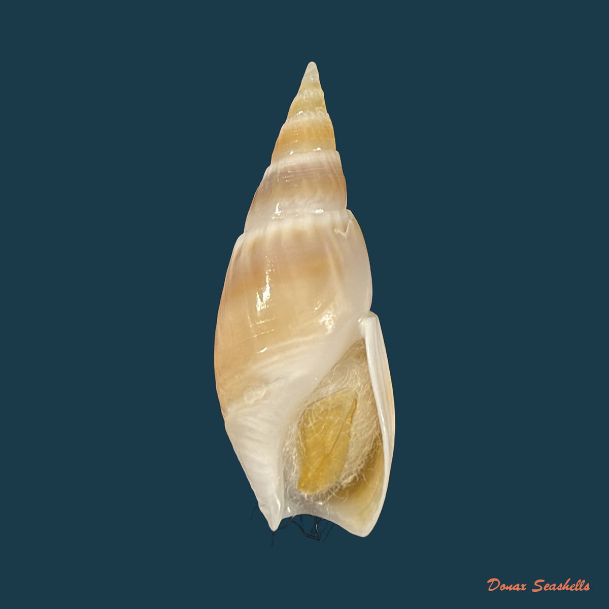 Bullia natalensis (Krauss, 1848) - 29,6mm