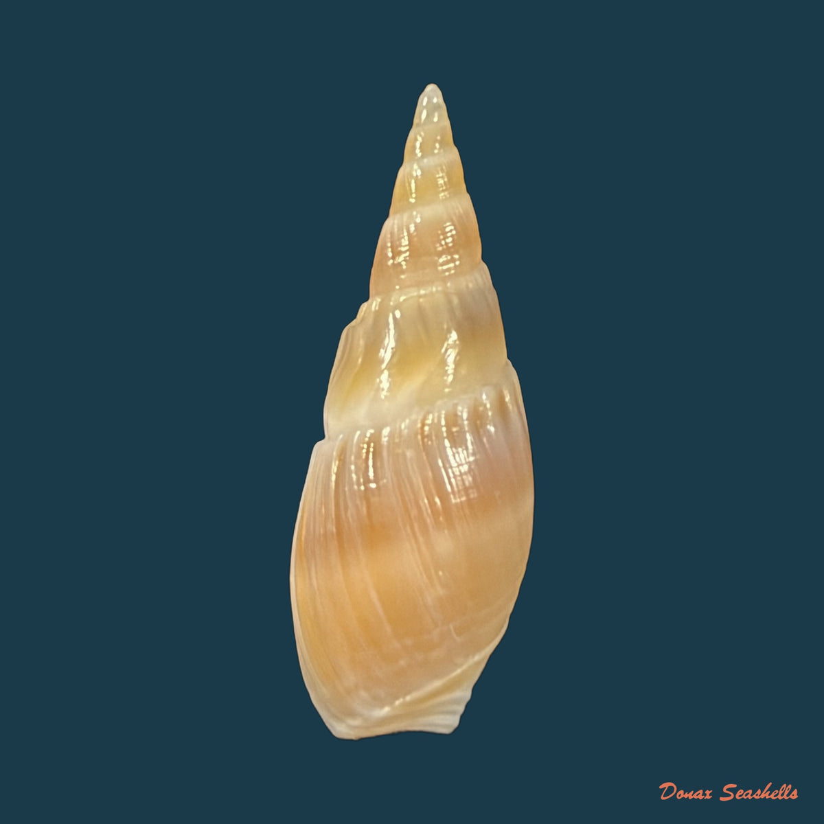 Bullia natalensis (Krauss, 1848) - 27,8mm