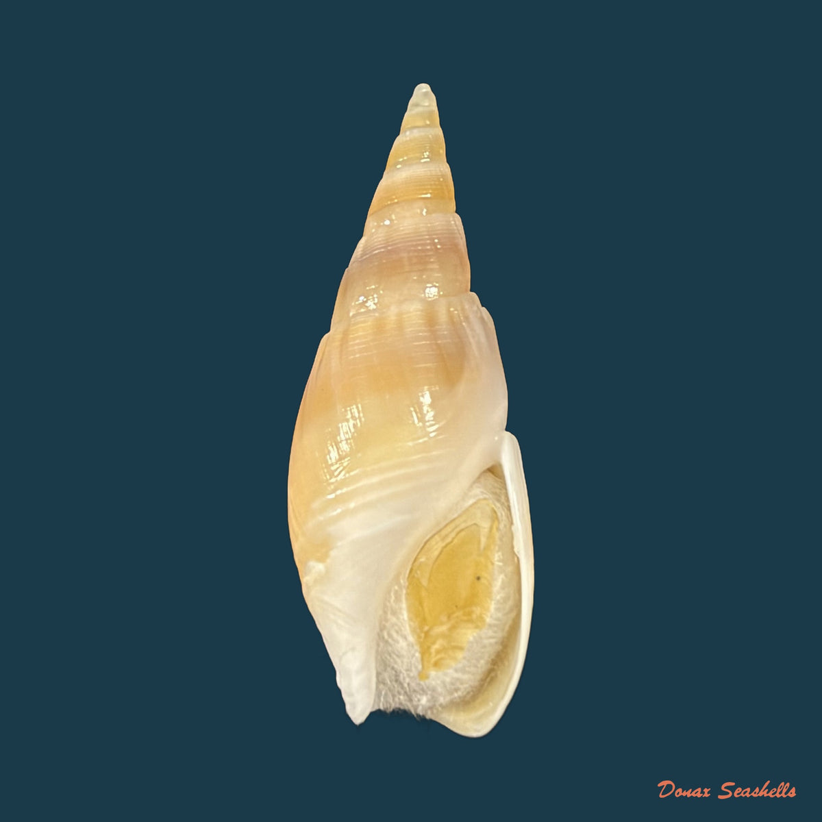 Bullia natalensis (Krauss, 1848) - 27,8mm