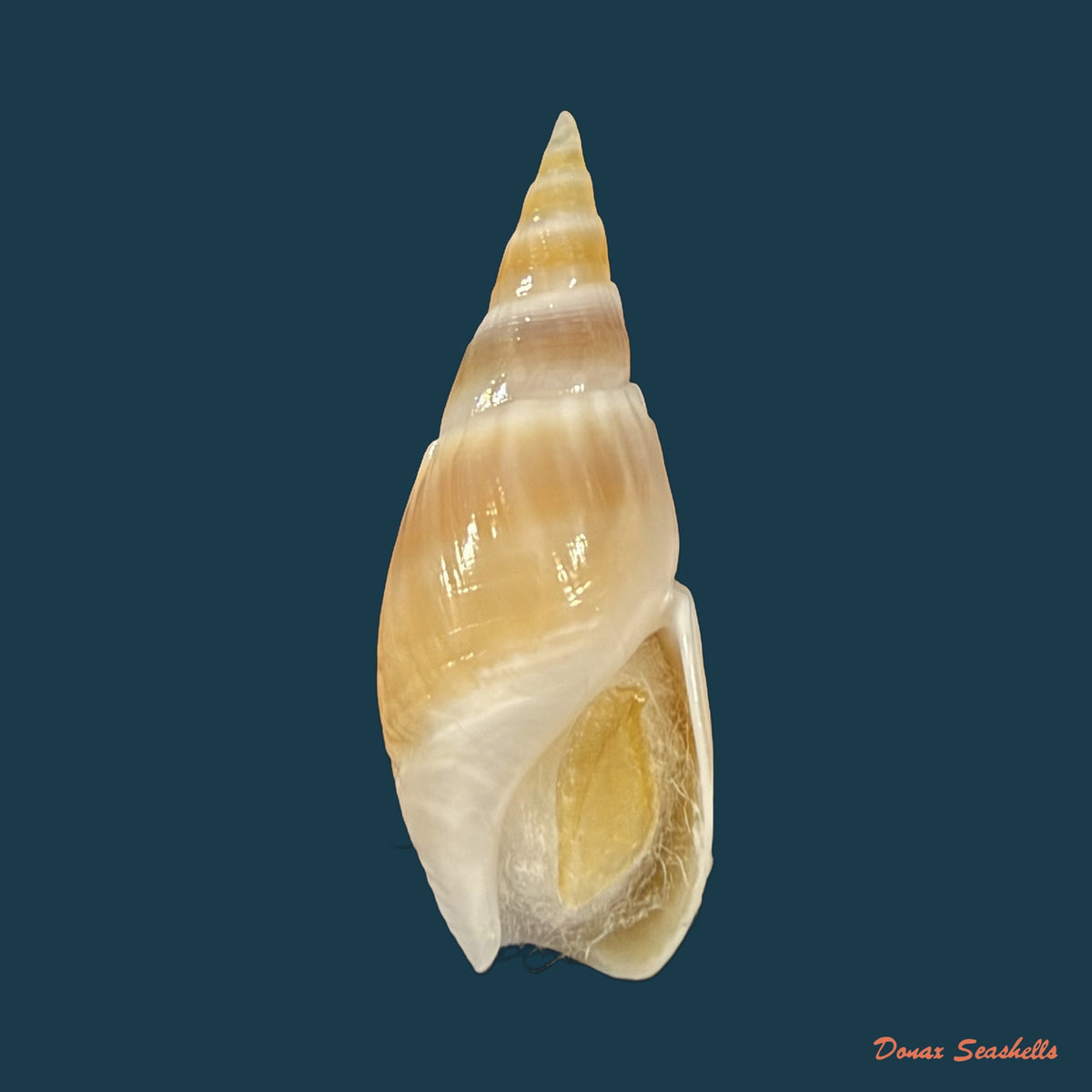 Bullia natalensis (Krauss, 1848) - 28,6mm