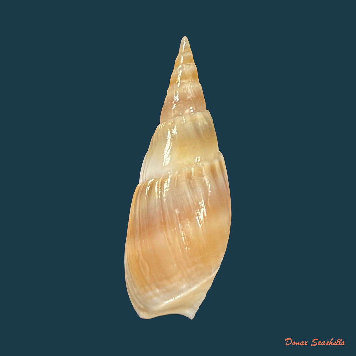 Bullia natalensis (Krauss, 1848) - 30,8mm