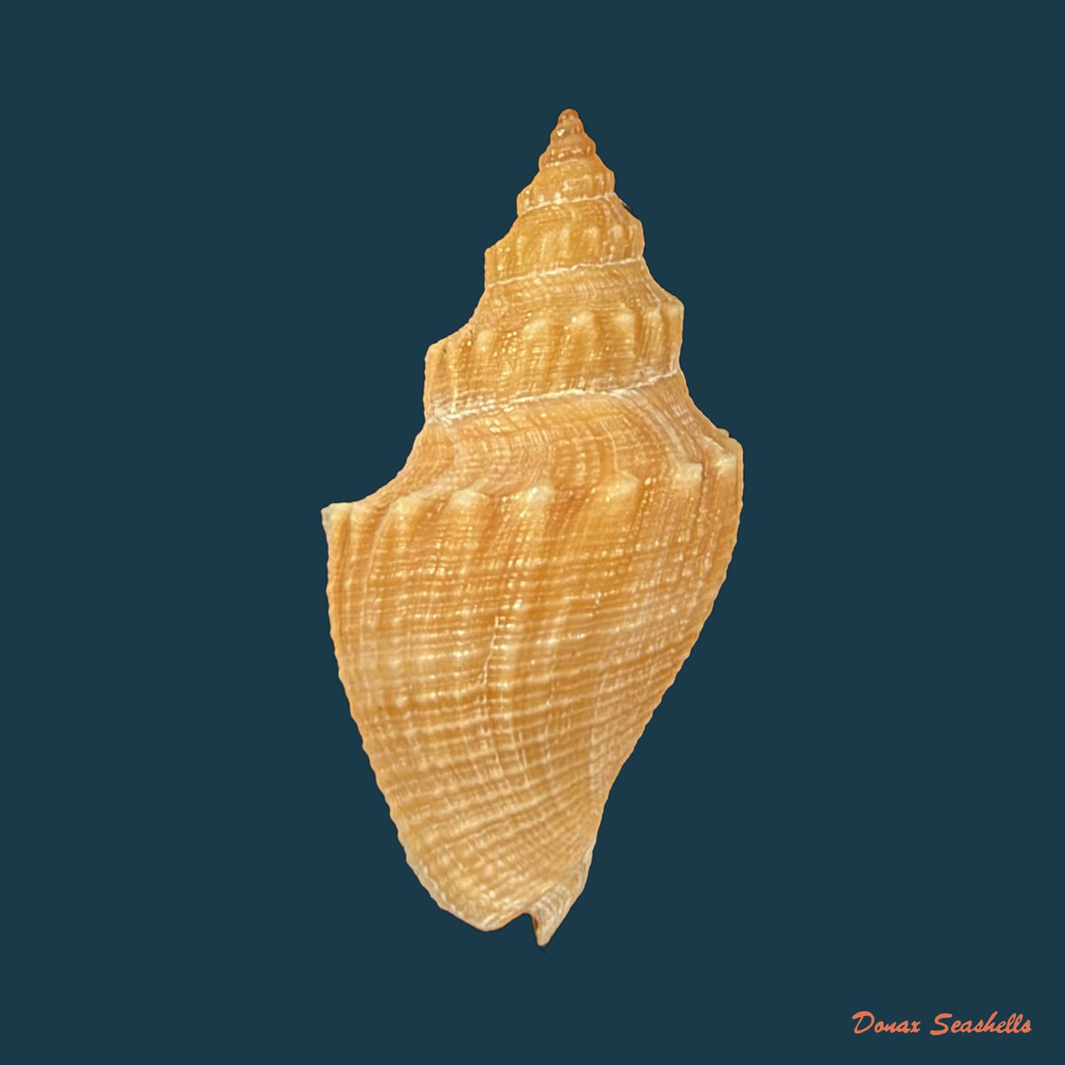 Austrotoma aguayoi (Carcelles, 1953) - 24,5mm
