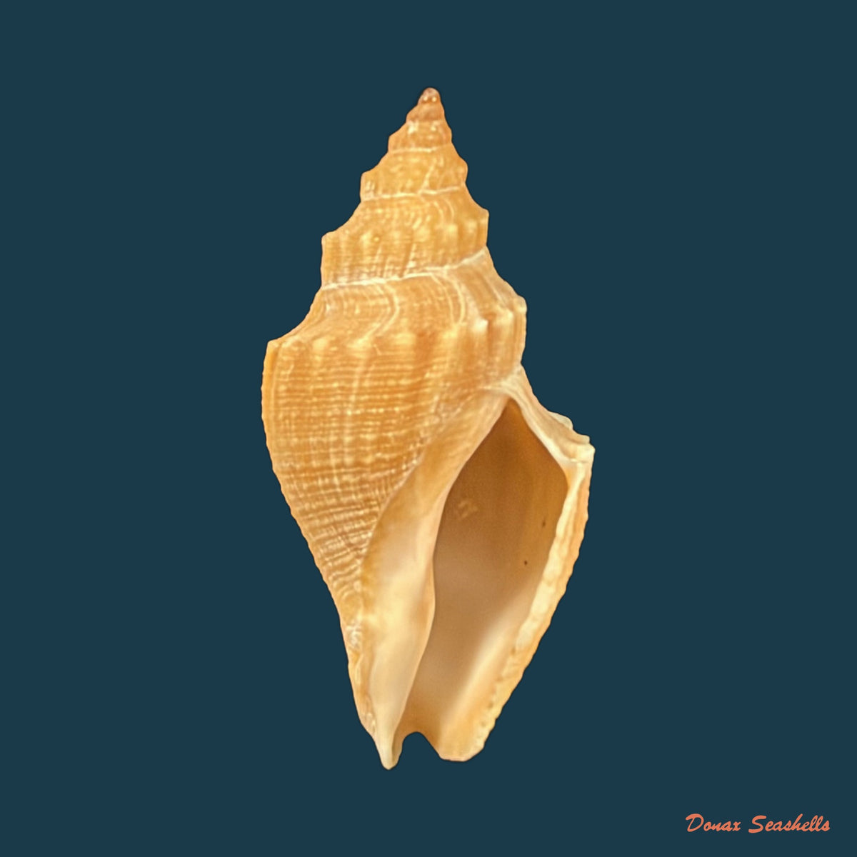 Austrotoma aguayoi (Carcelles, 1953) - 24,5mm