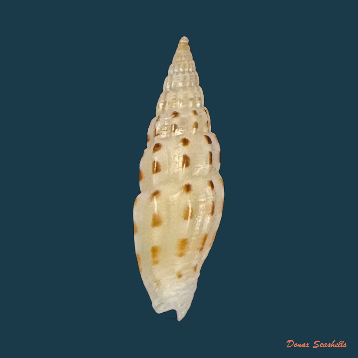 Vexillum michaui wilsi Buijse & H. Dekker, 1990 - 13,2mm