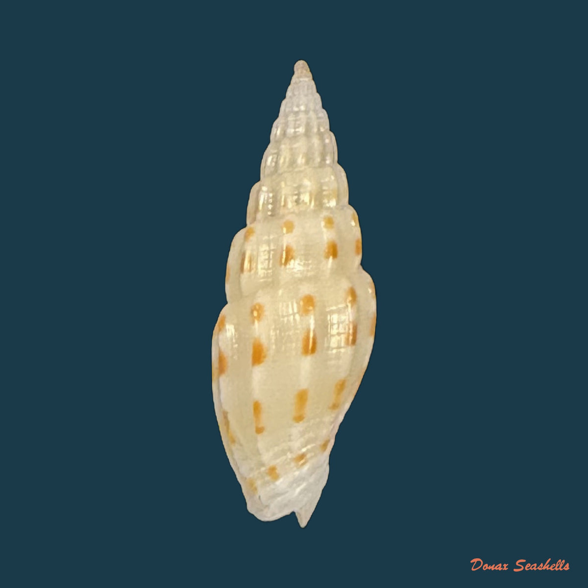 Vexillum michaui wilsi Buijse & H. Dekker, 1990 - 12,8mm