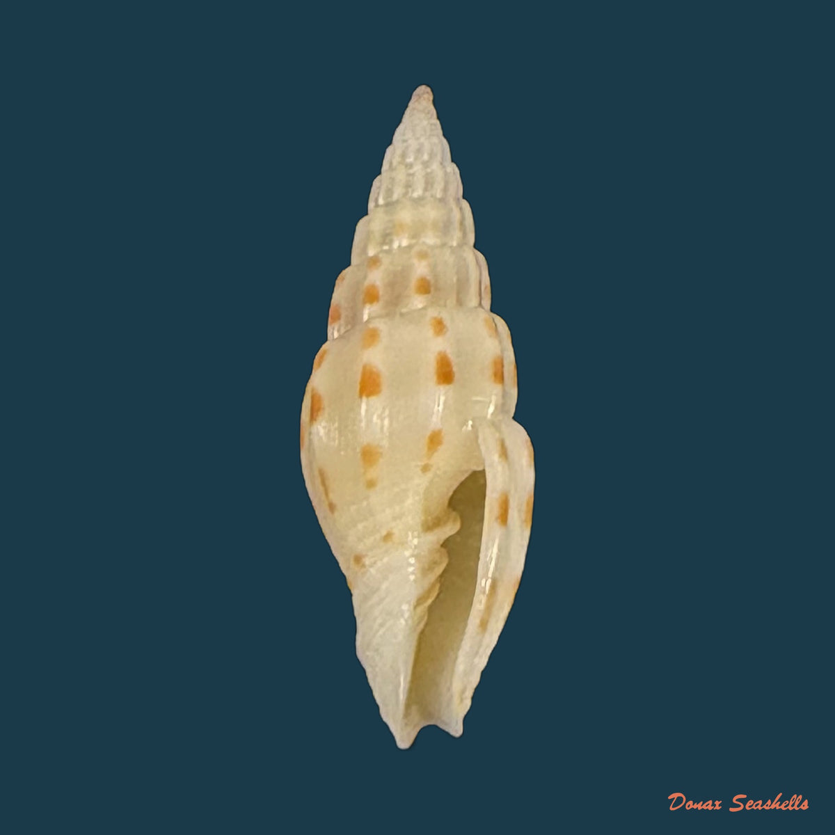 Vexillum michaui wilsi Buijse & H. Dekker, 1990 - 12,8mm