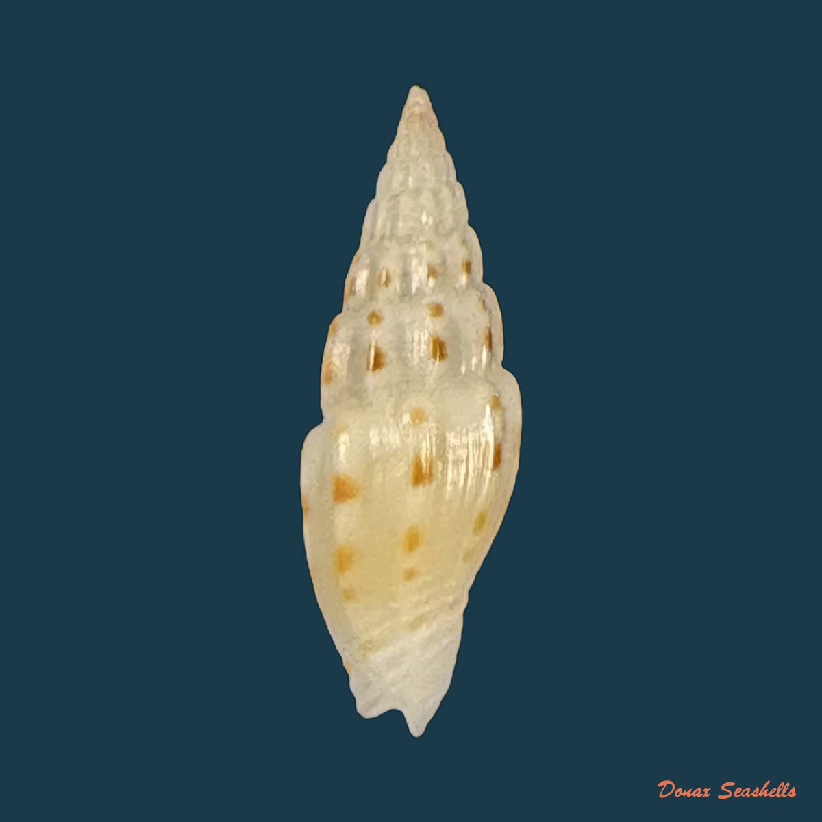 Vexillum michaui wilsi Buijse & H. Dekker, 1990 - 12,5mm