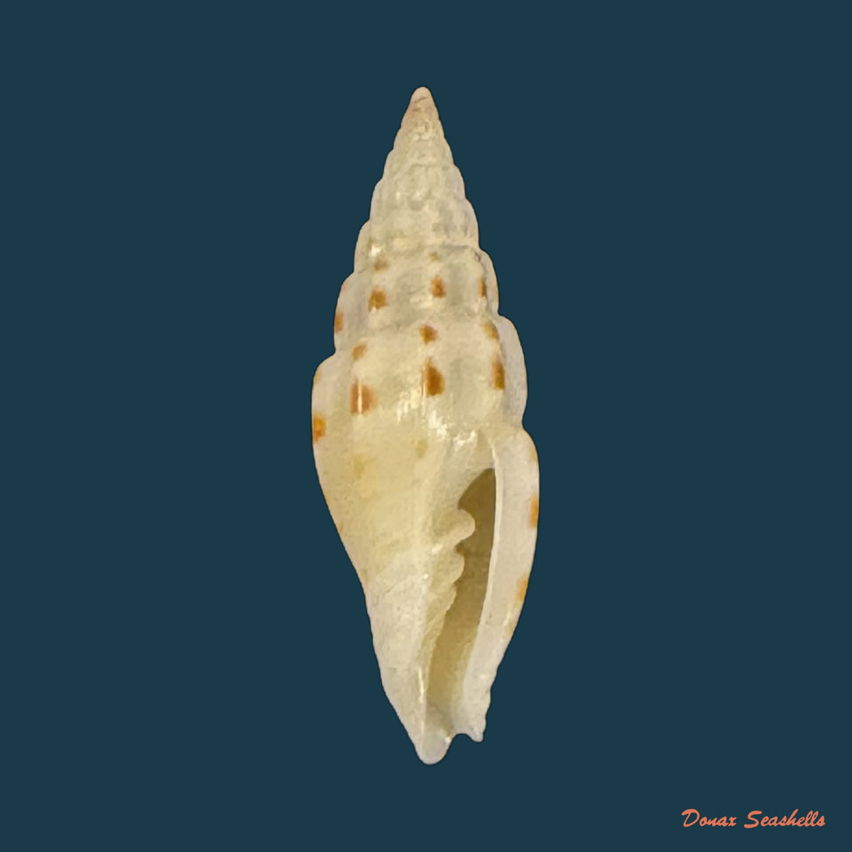 Vexillum michaui wilsi Buijse & H. Dekker, 1990 - 12,5mm