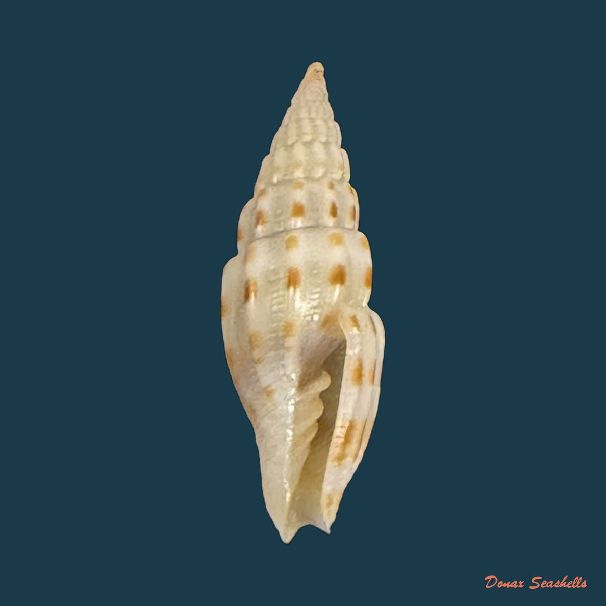 Vexillum michaui wilsi Buijse & H. Dekker, 1990 - 11,9mm