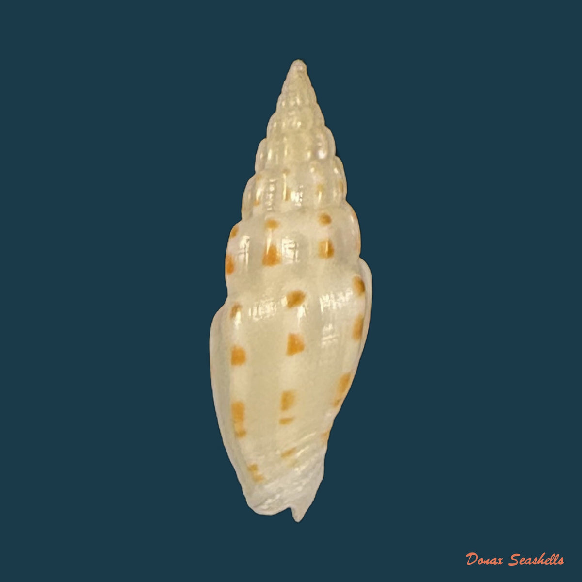 Vexillum michaui wilsi Buijse & H. Dekker, 1990 - 12,5mm