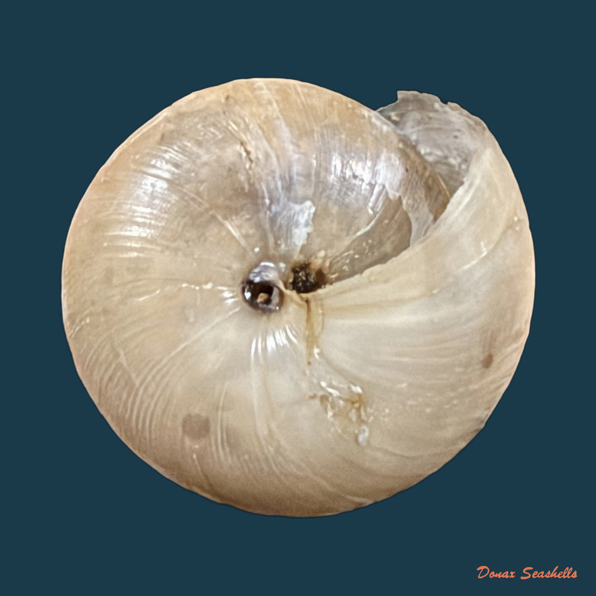 Trochonanina mozambicensis (L. Pfeiffer, 1855) - 18,4mm