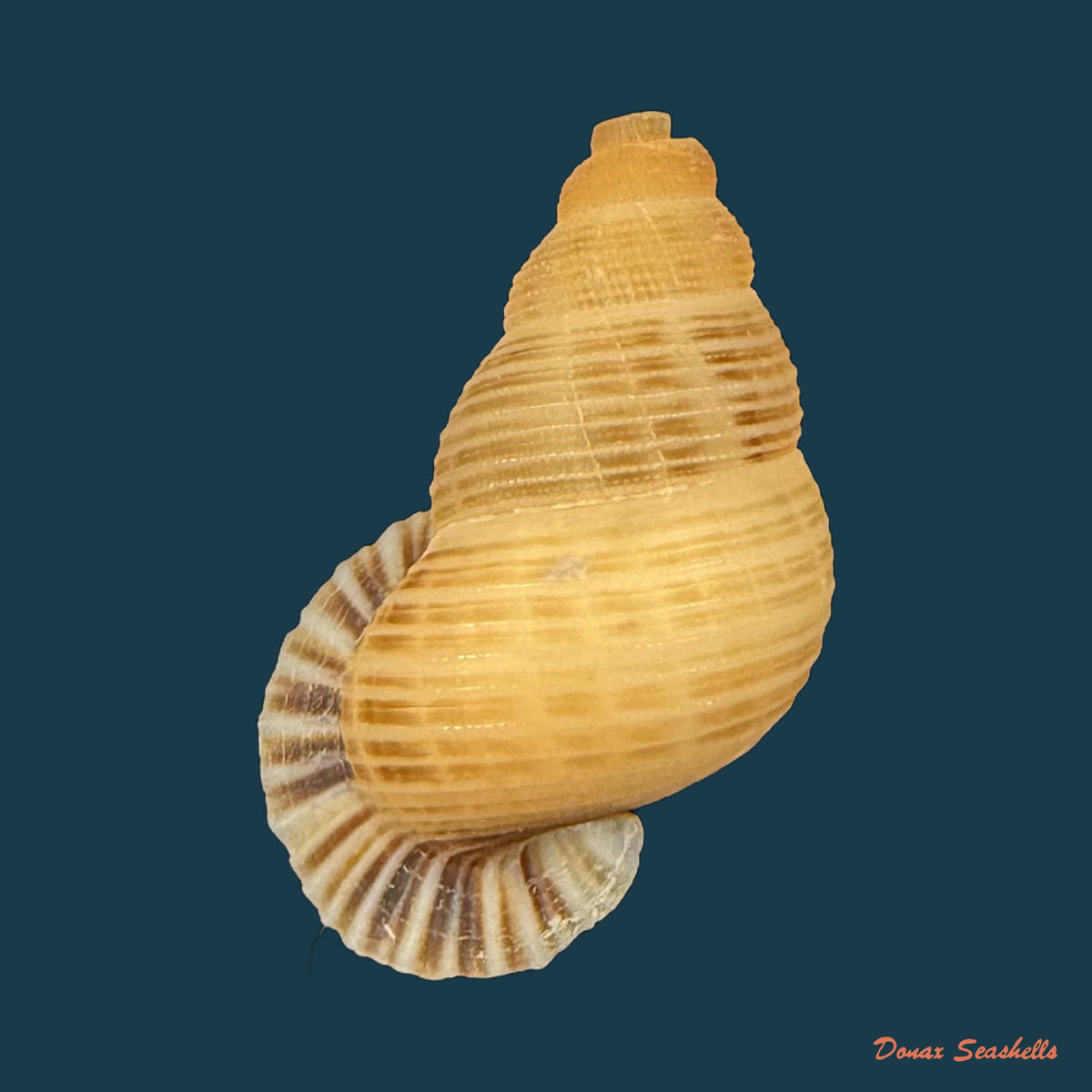 Chondrothyra parilis (C. de la Torre & Bartsch, 1938) - 23,5mm
