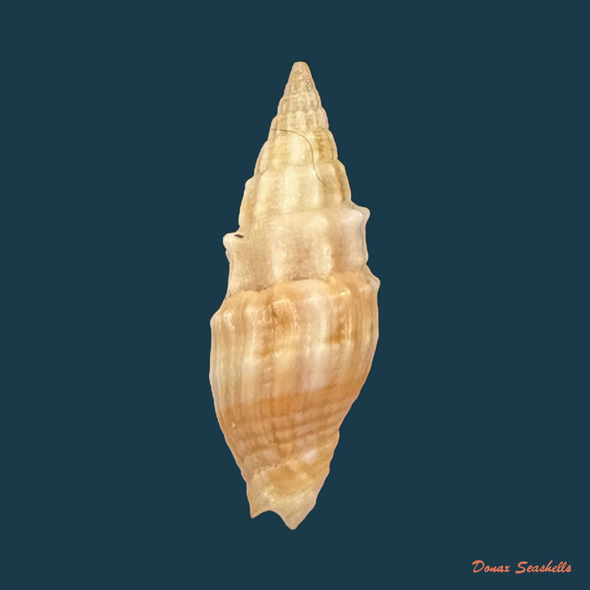 Vexillum coronatum (Helbling, 1779) - 14,6mm