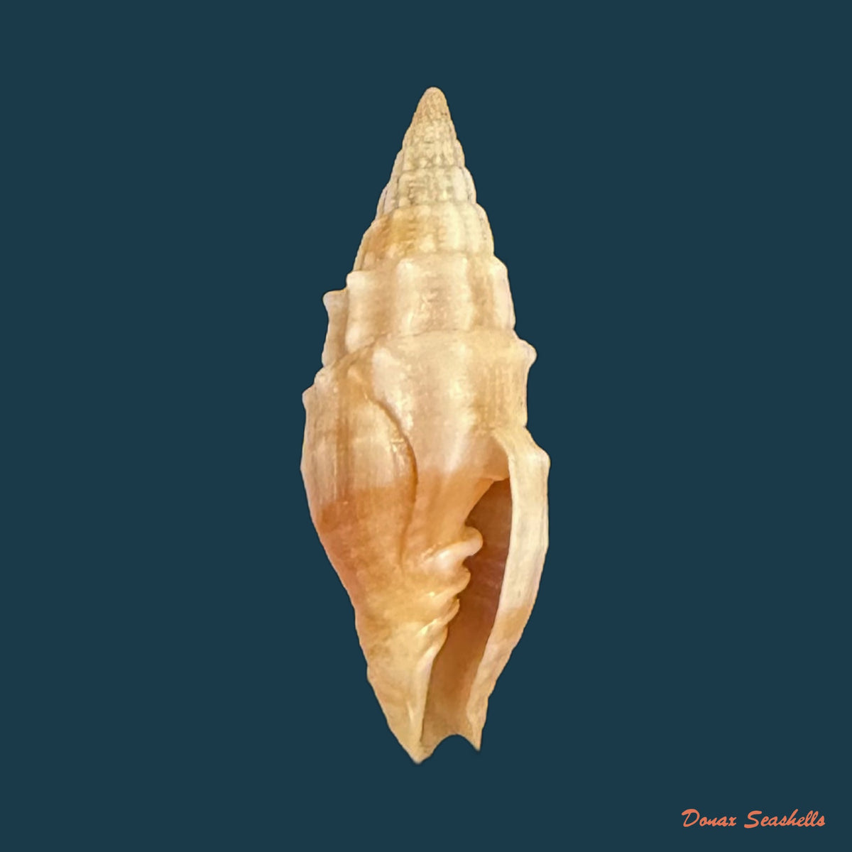 Vexillum coronatum (Helbling, 1779) - 14,6mm