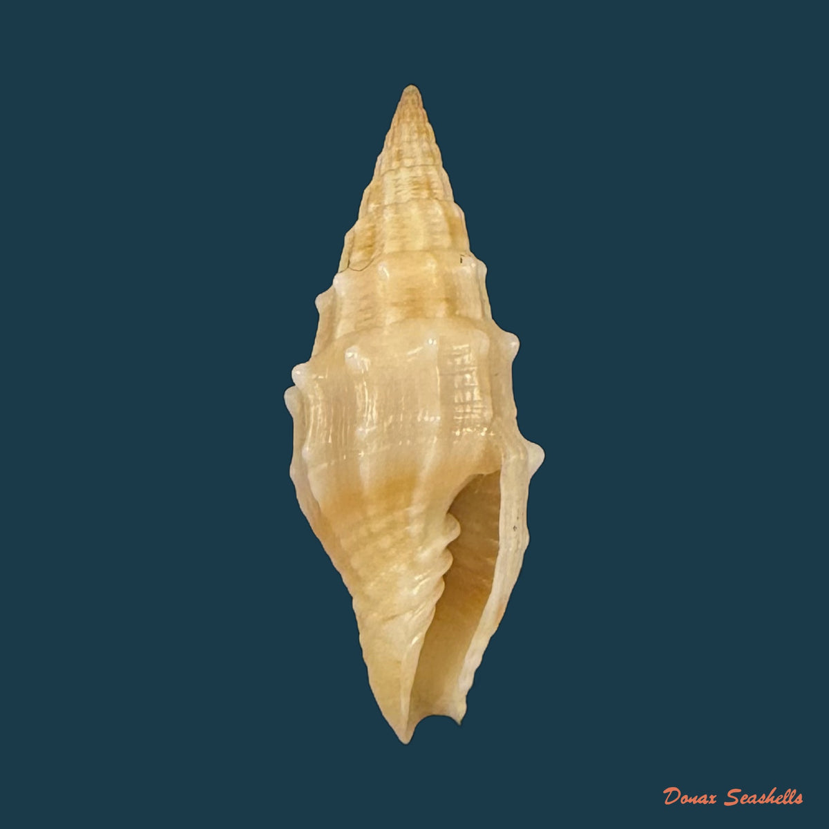 Vexillum coronatum (Helbling, 1779) - 13,7mm