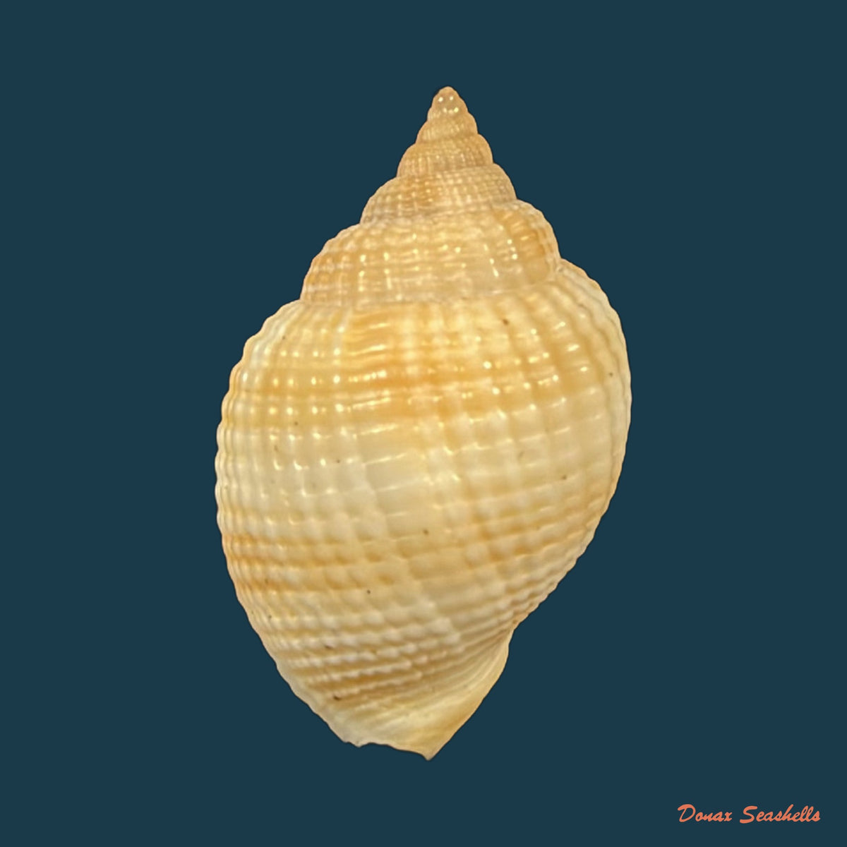 Cancellaria obesa G. B. Sowerby I, 1832 - 22mm