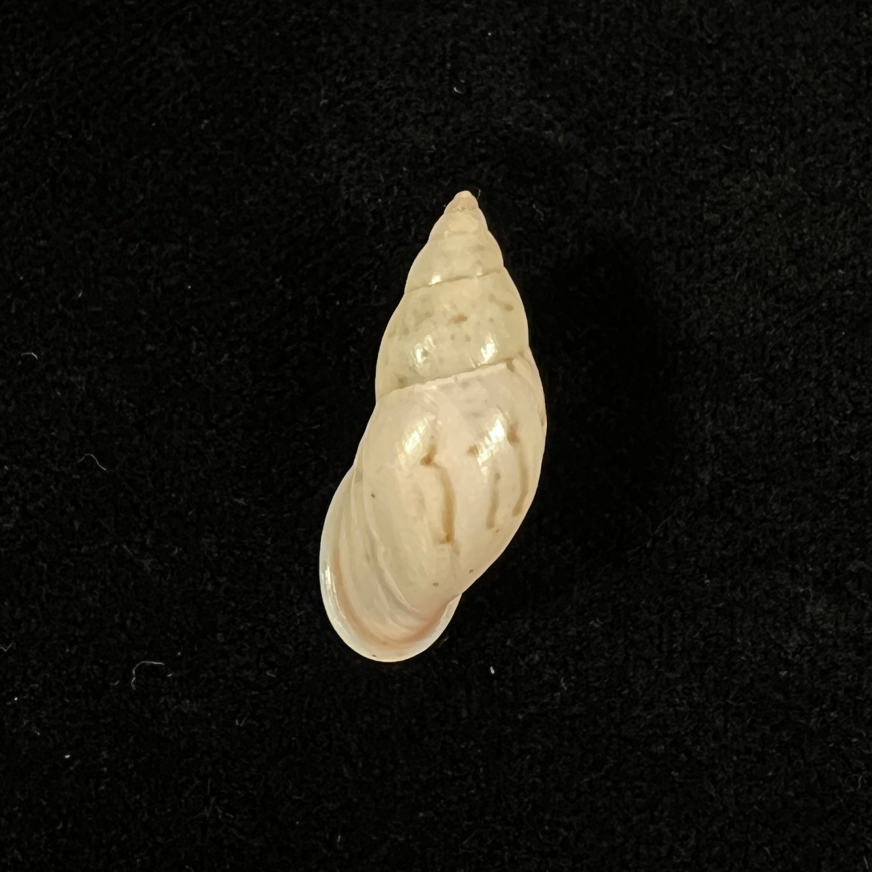 Drymaeus fusagasuganus Pilsbry, 1935 - 26mm