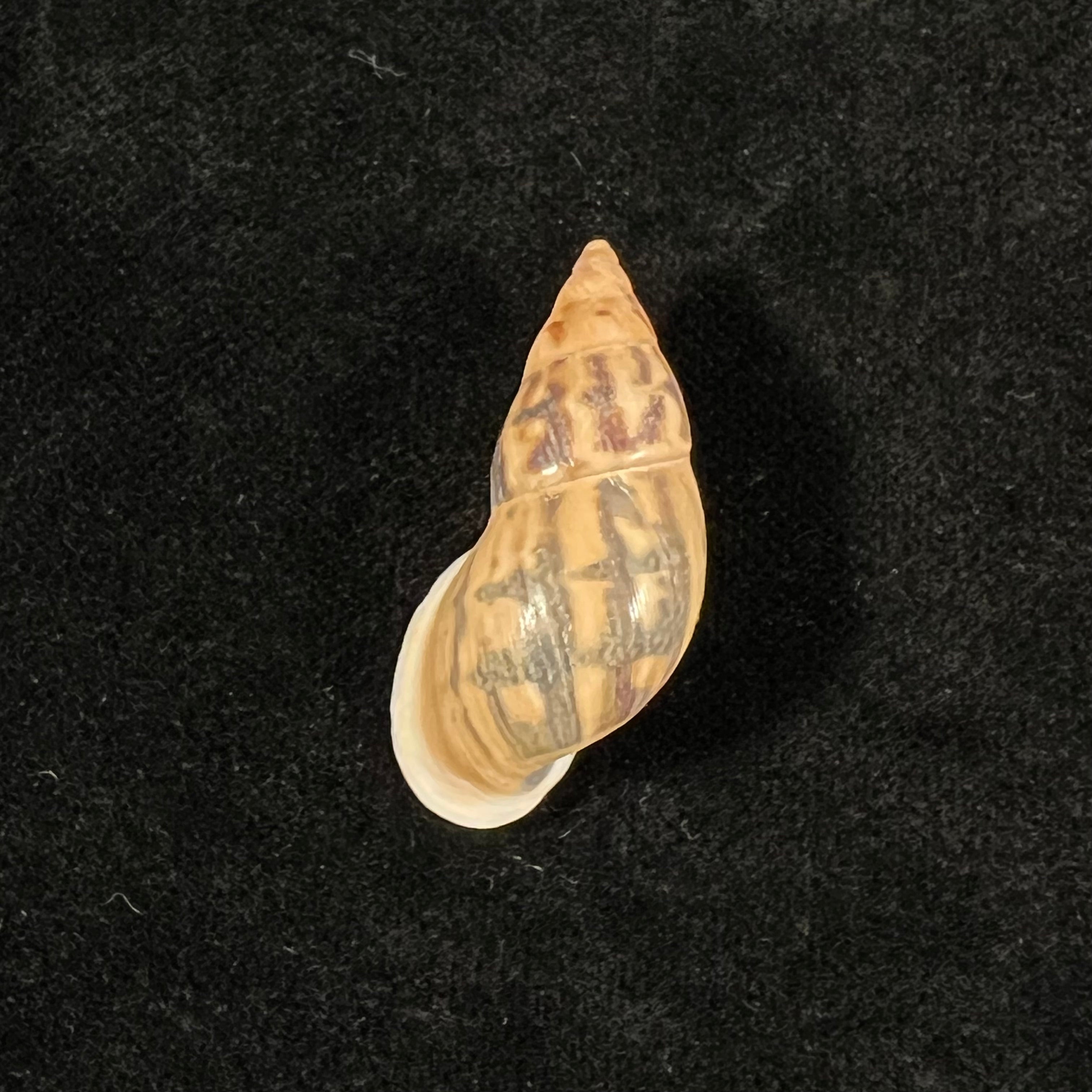 Drymaeus comis (Preston, 1907) -31,5mm