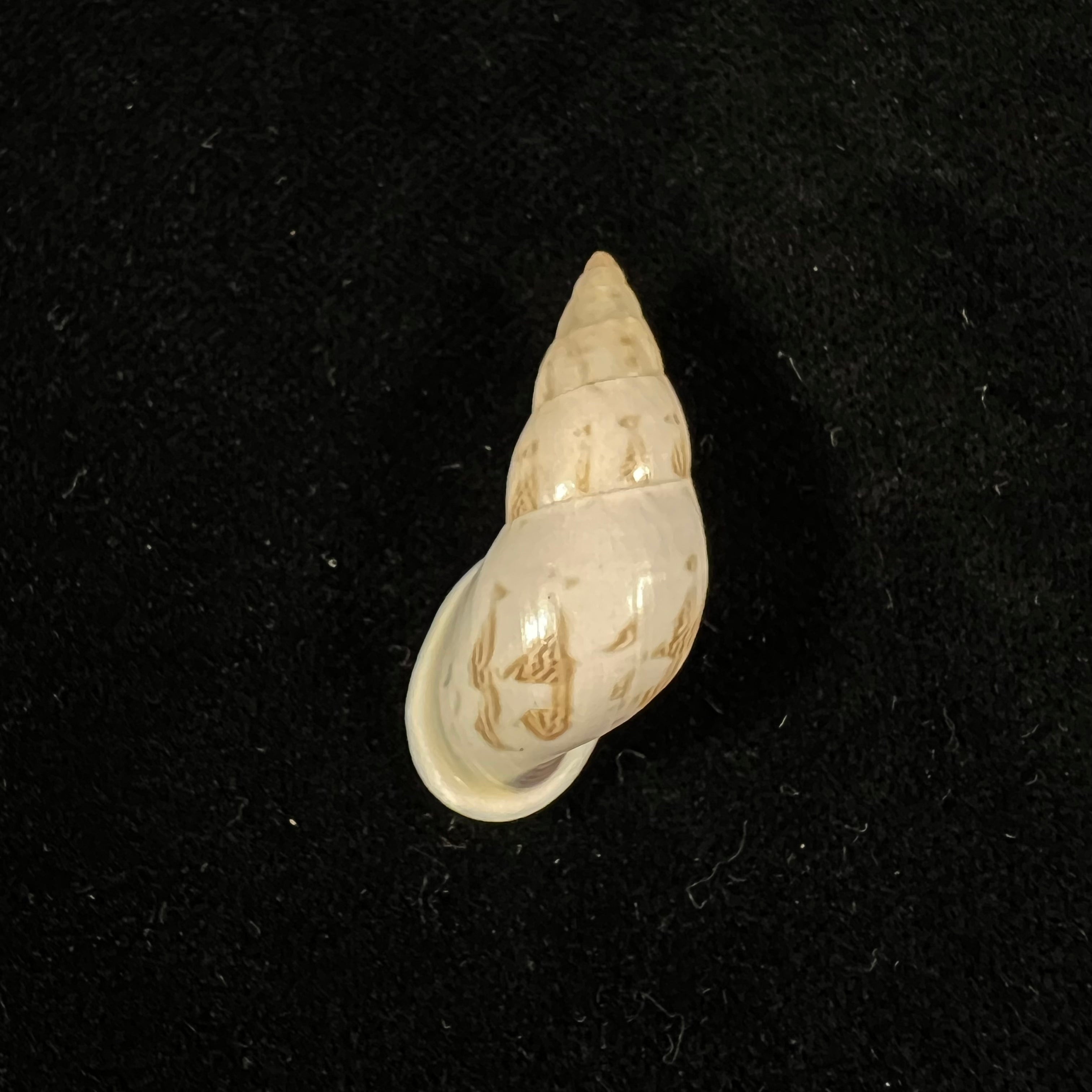 Drymaeus exoticus S. I. Da Costa, 1901 -32mm