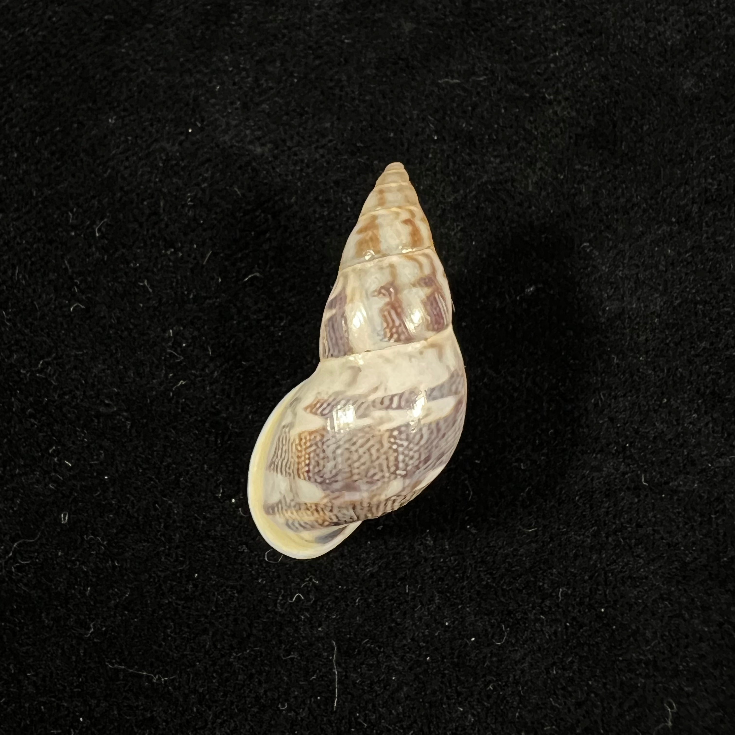 Drymaeus cf caucaensis (S. I. Da Costa, 1898) - 33,5mm