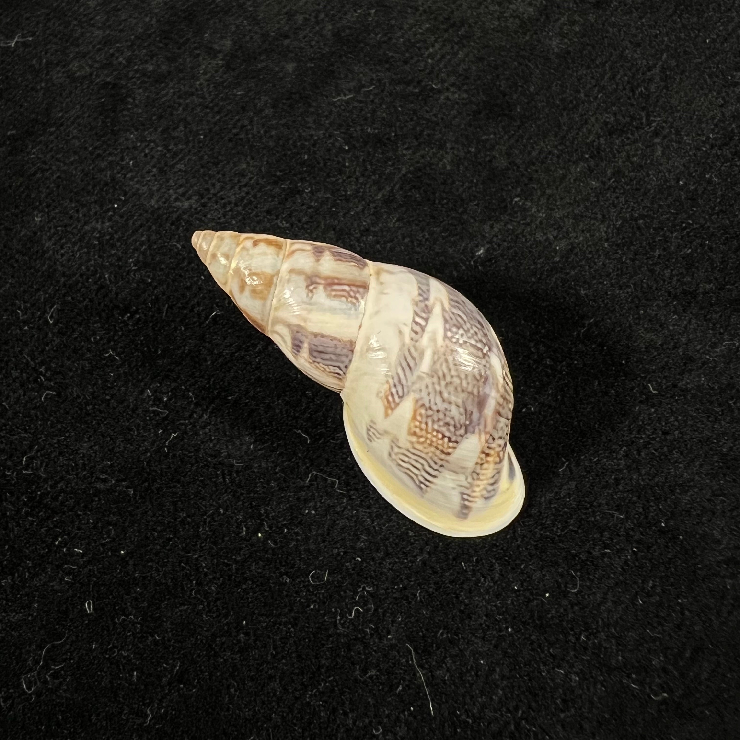Drymaeus cf caucaensis (S. I. Da Costa, 1898) - 33,5mm
