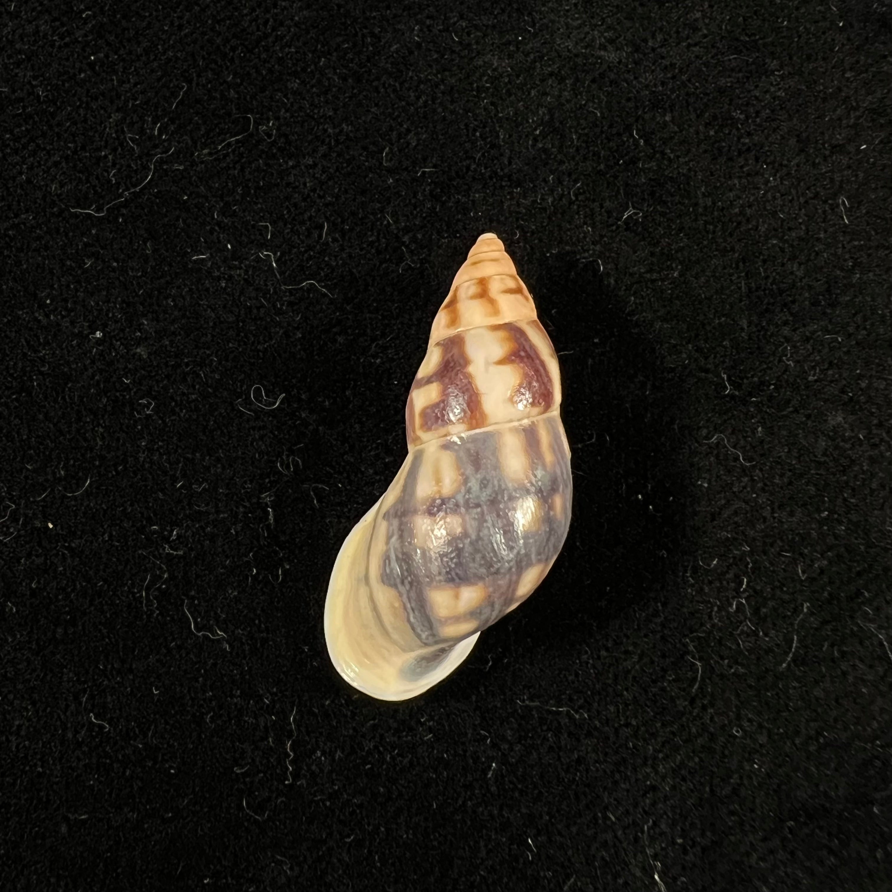 Drymaeus cf caucaensis (S. I. Da Costa, 1898) - 31,6mm