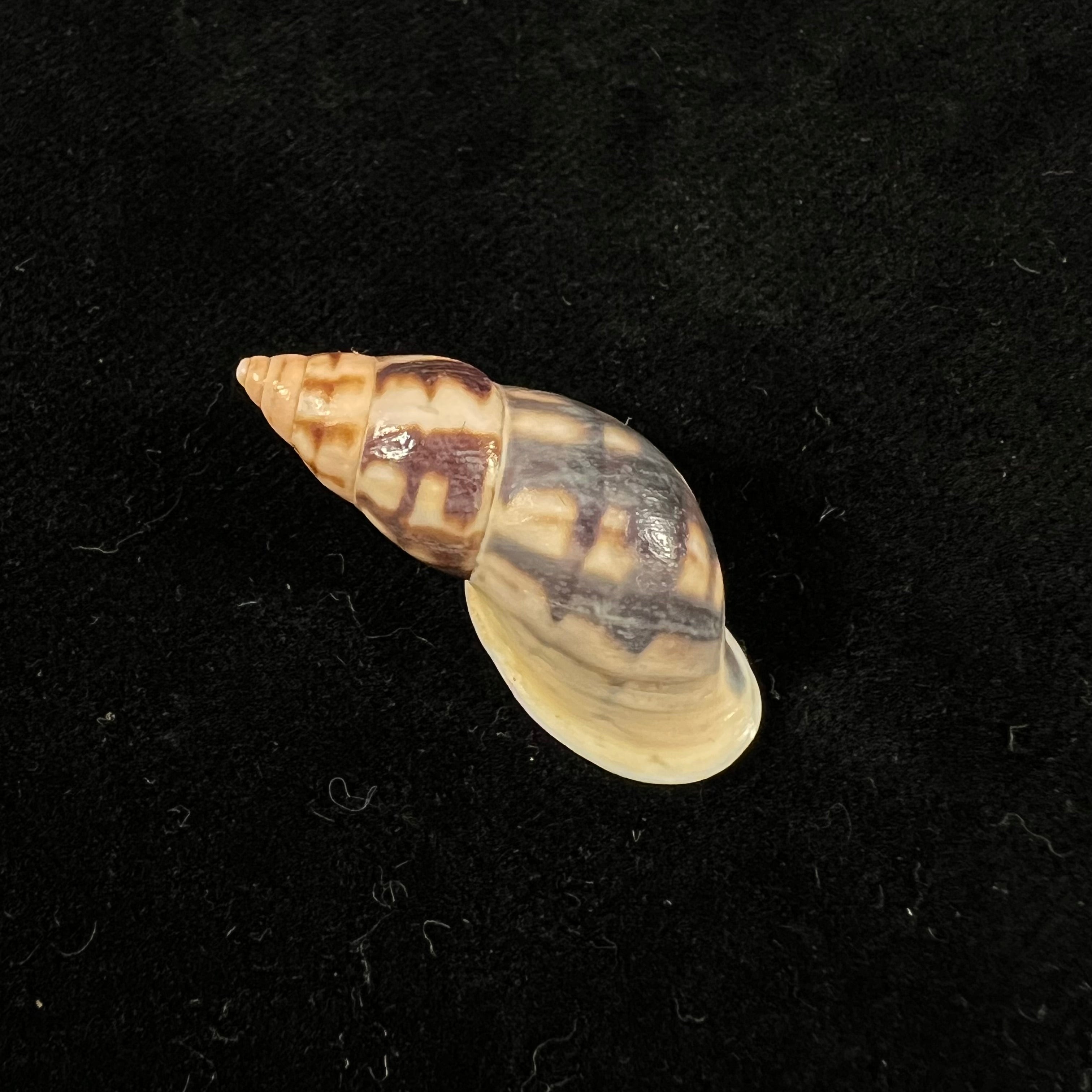 Drymaeus cf caucaensis (S. I. Da Costa, 1898) - 31,6mm