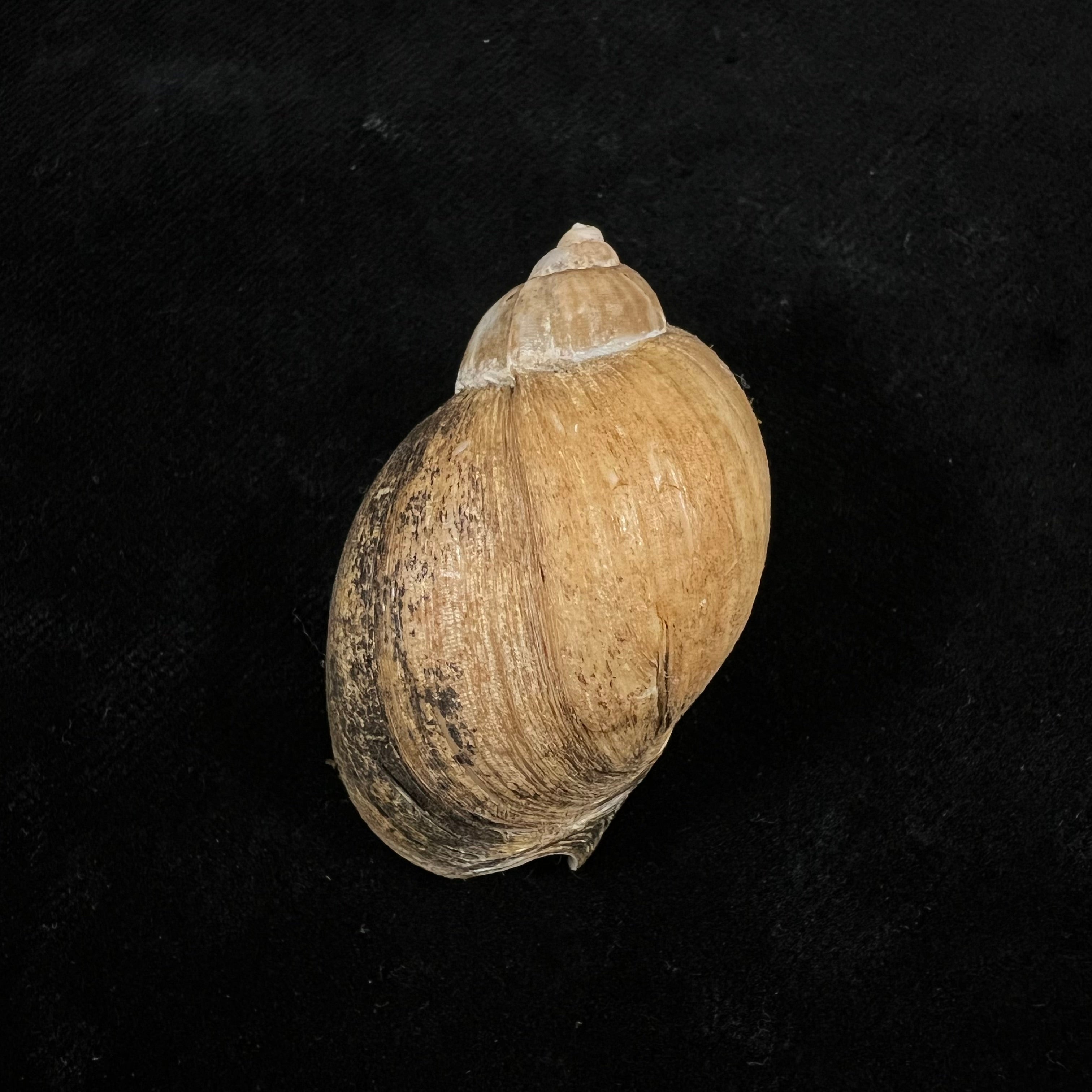 Volutharpa perryi (Jay, 1857) - 42,8毫米