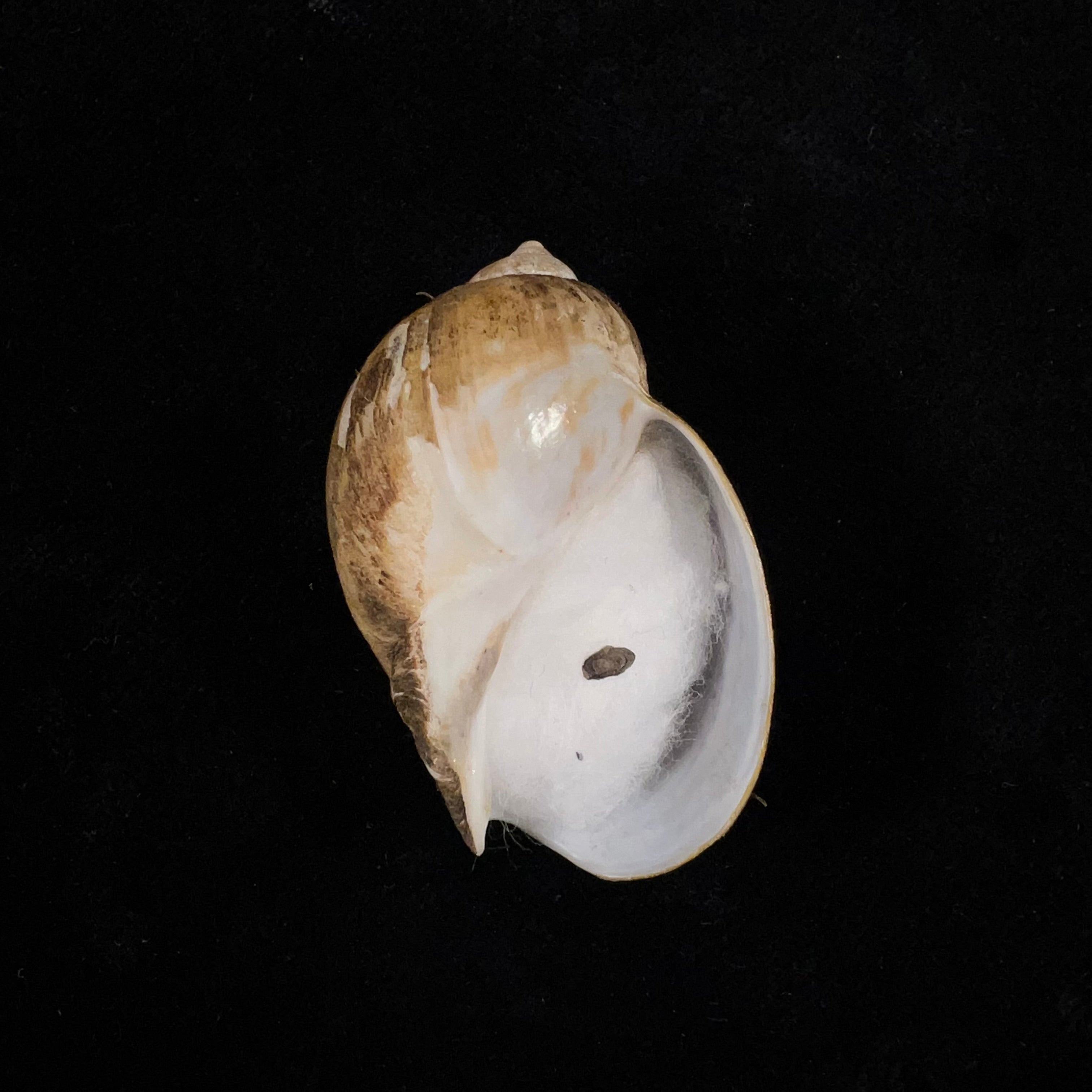 Volutharpa perryi (Jay, 1857) - 42,8毫米