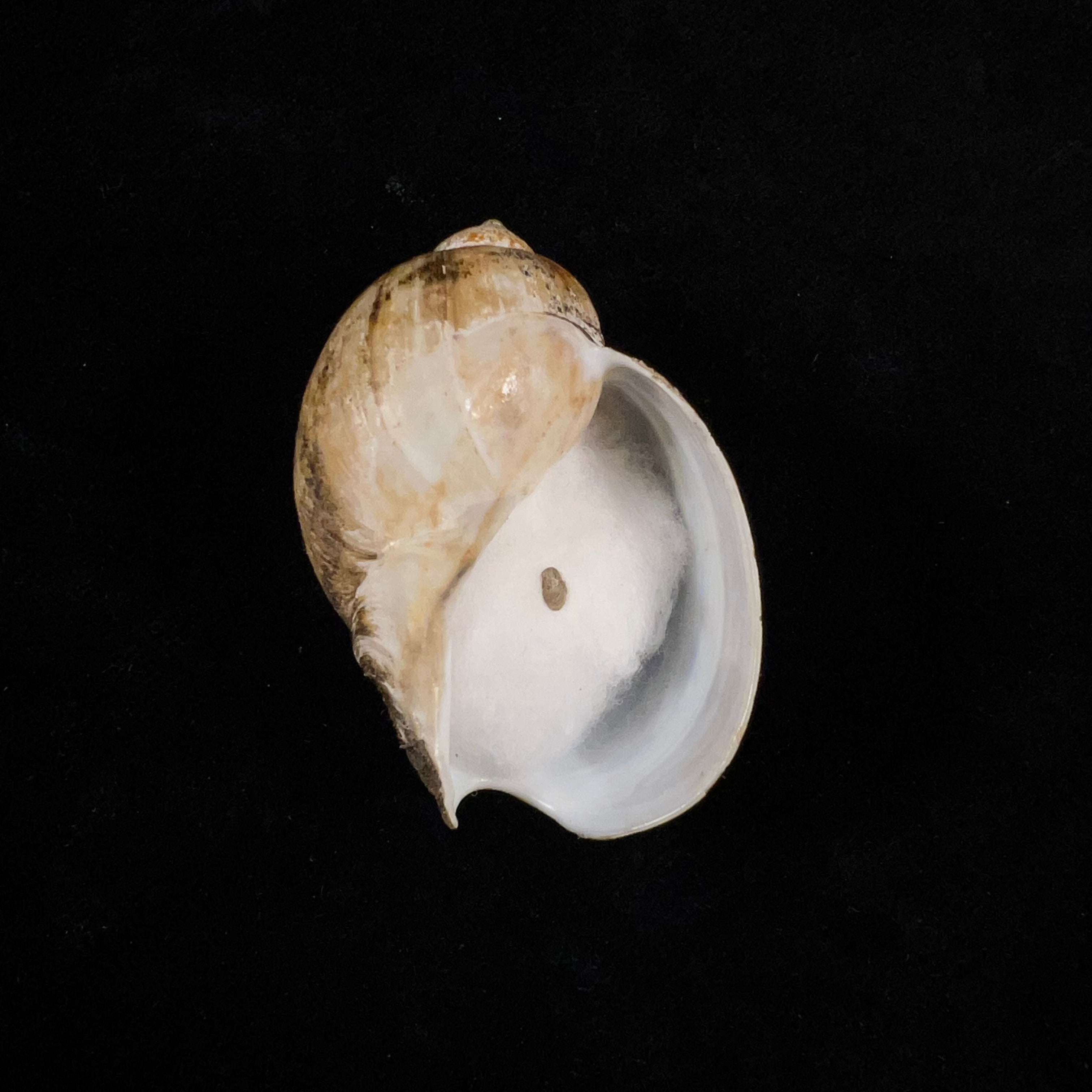 Volutharpa perryi (Jay, 1857) - 51,5毫米