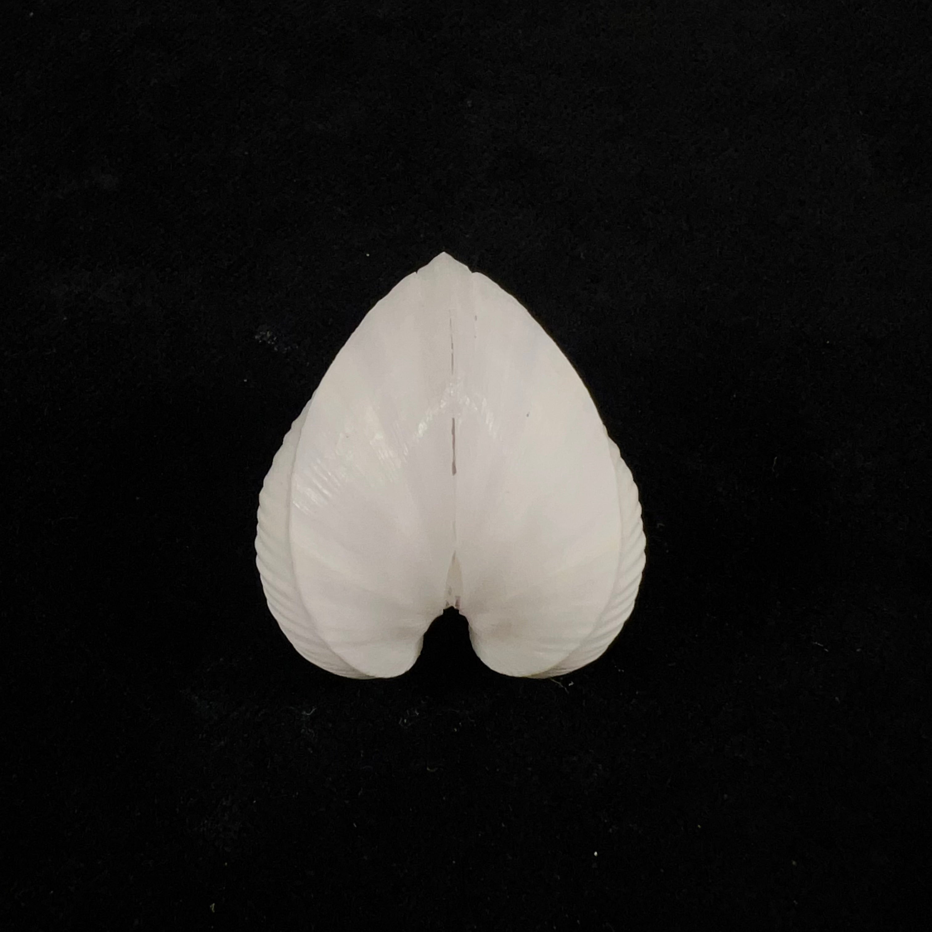Meiocardia moltkiana (Gmelin, 1791) - 31,7mm