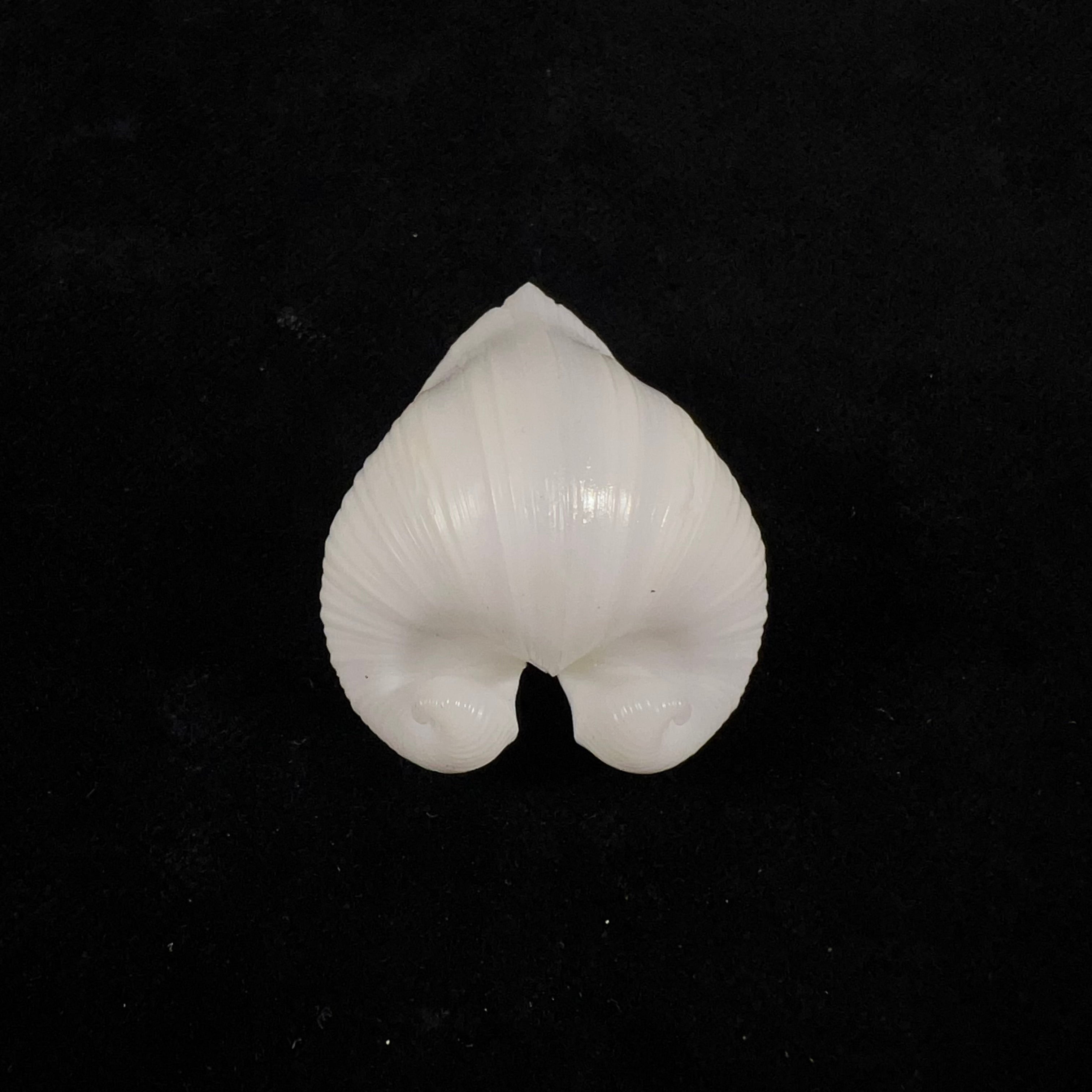 Meiocardia moltkiana (Gmelin, 1791) - 31,7mm