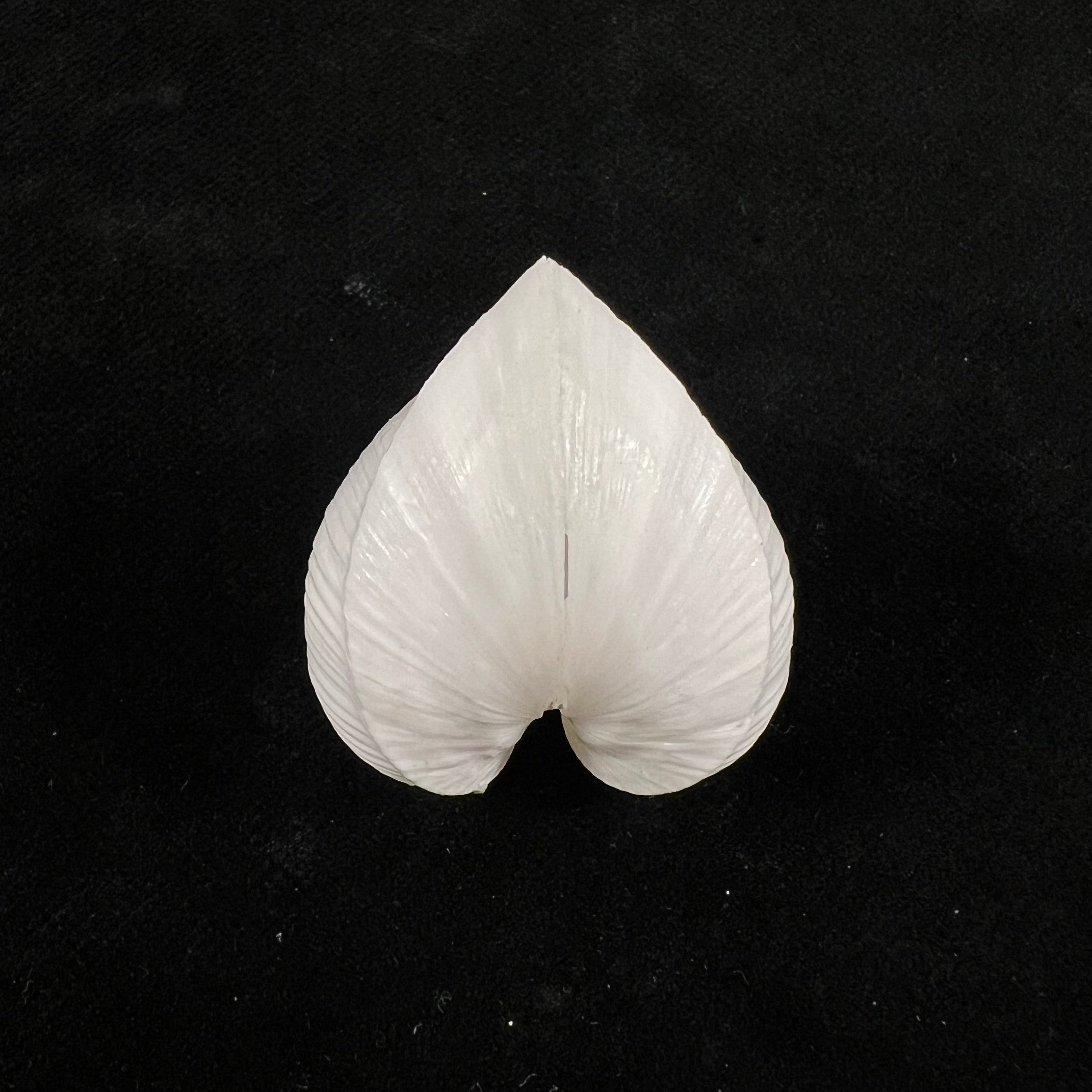 Meiocardia moltkiana(Gmelin, 1791)- 33,8毫米