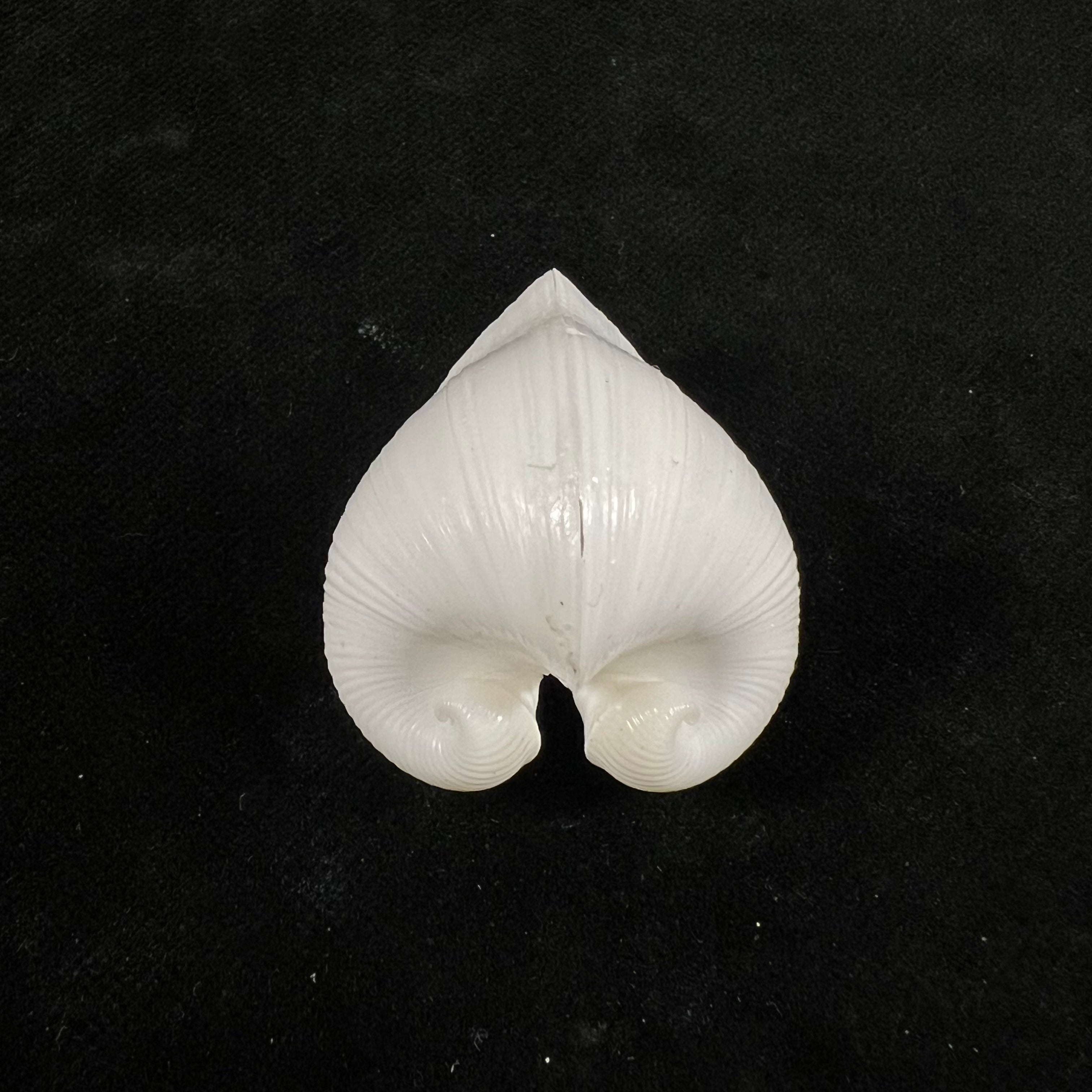 Meiocardia moltkiana(Gmelin, 1791)- 33,8毫米
