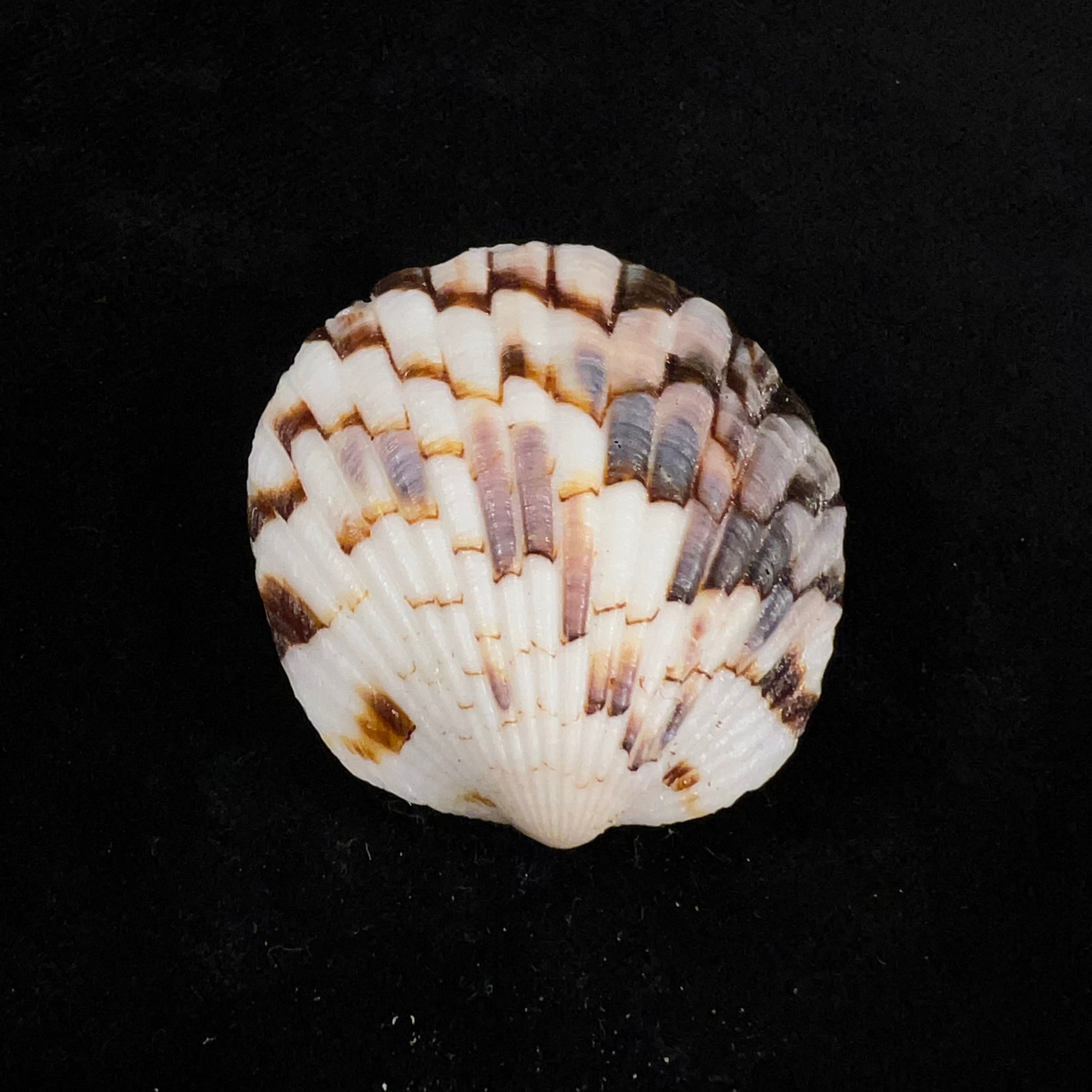 Tucetona pectunculus (林奈, 1758) - 38,5mm