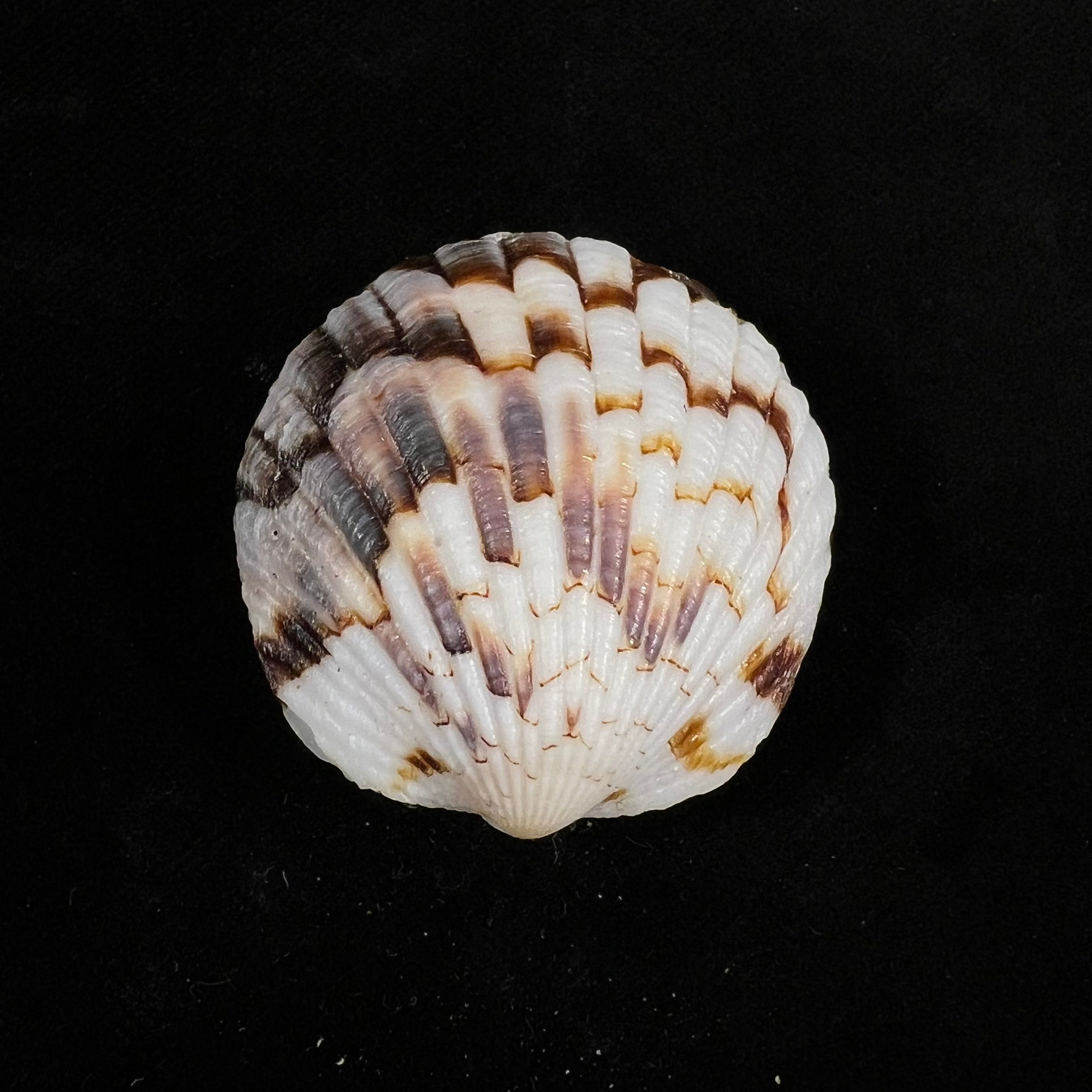 Tucetona pectunculus (林奈, 1758) - 38,5mm