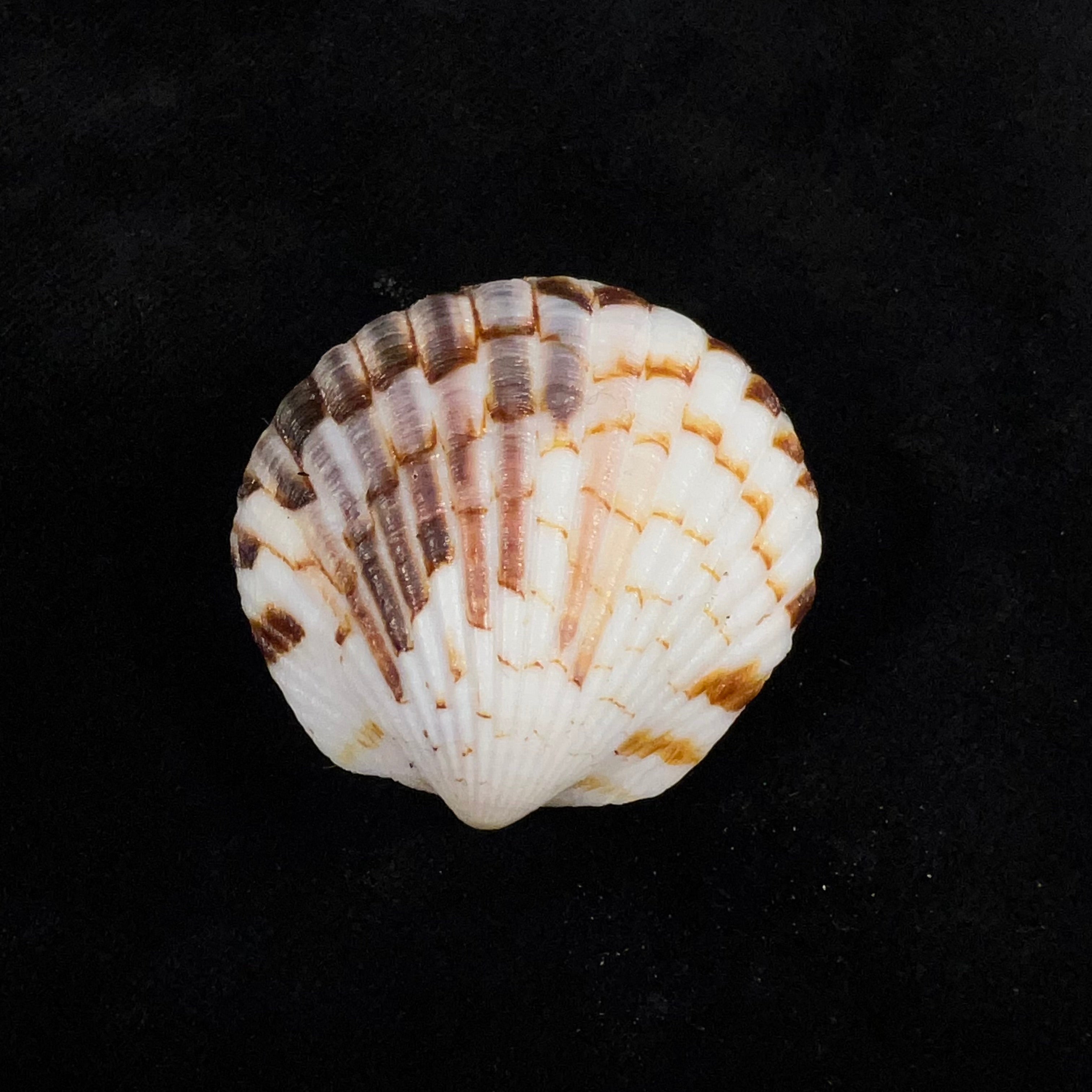 Tucetona pectunculus (林奈, 1758) - 35,7mm