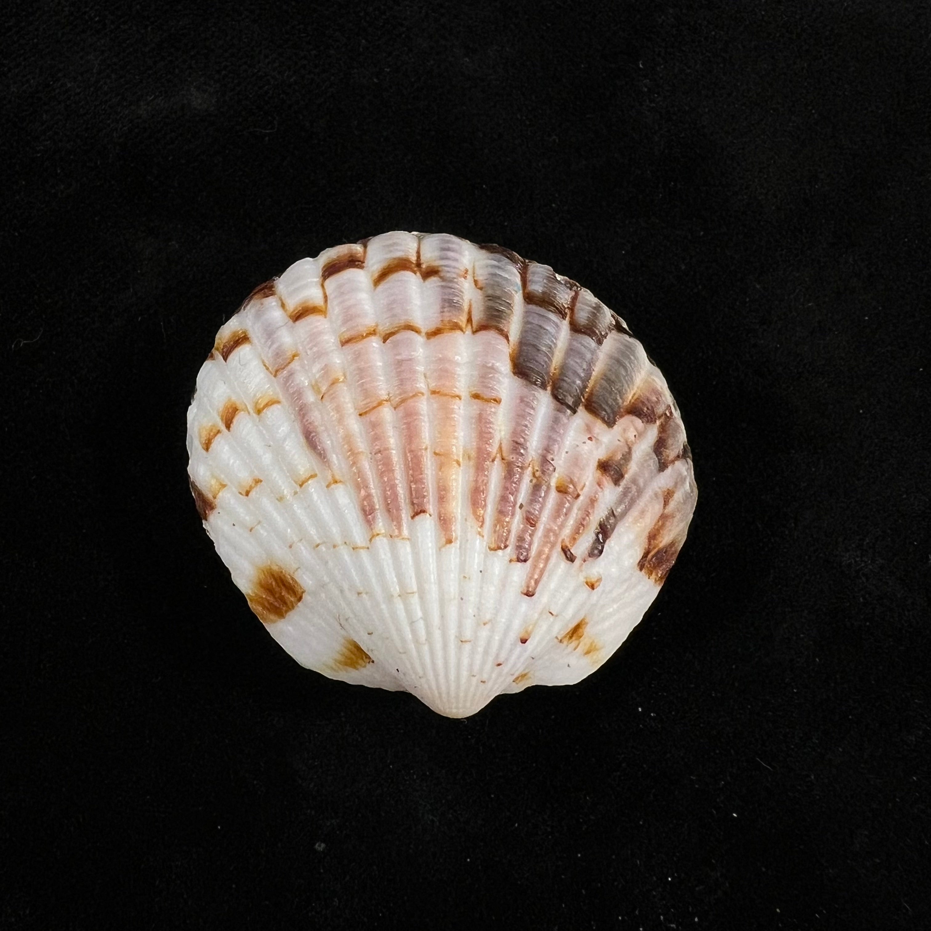 Tucetona pectunculus (林奈, 1758) - 35,7mm