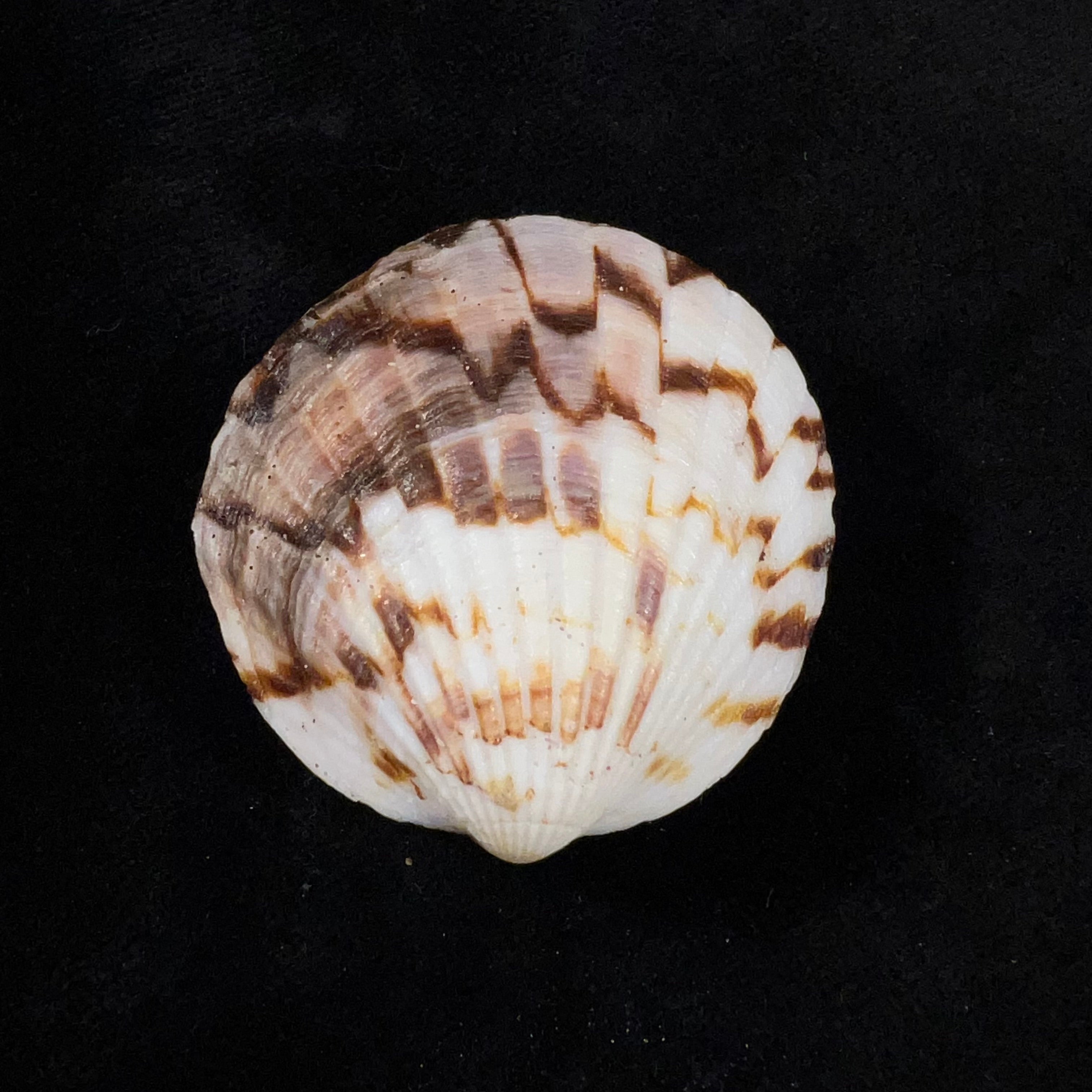Tucetona pectunculus (林奈, 1758) - 44,8mm