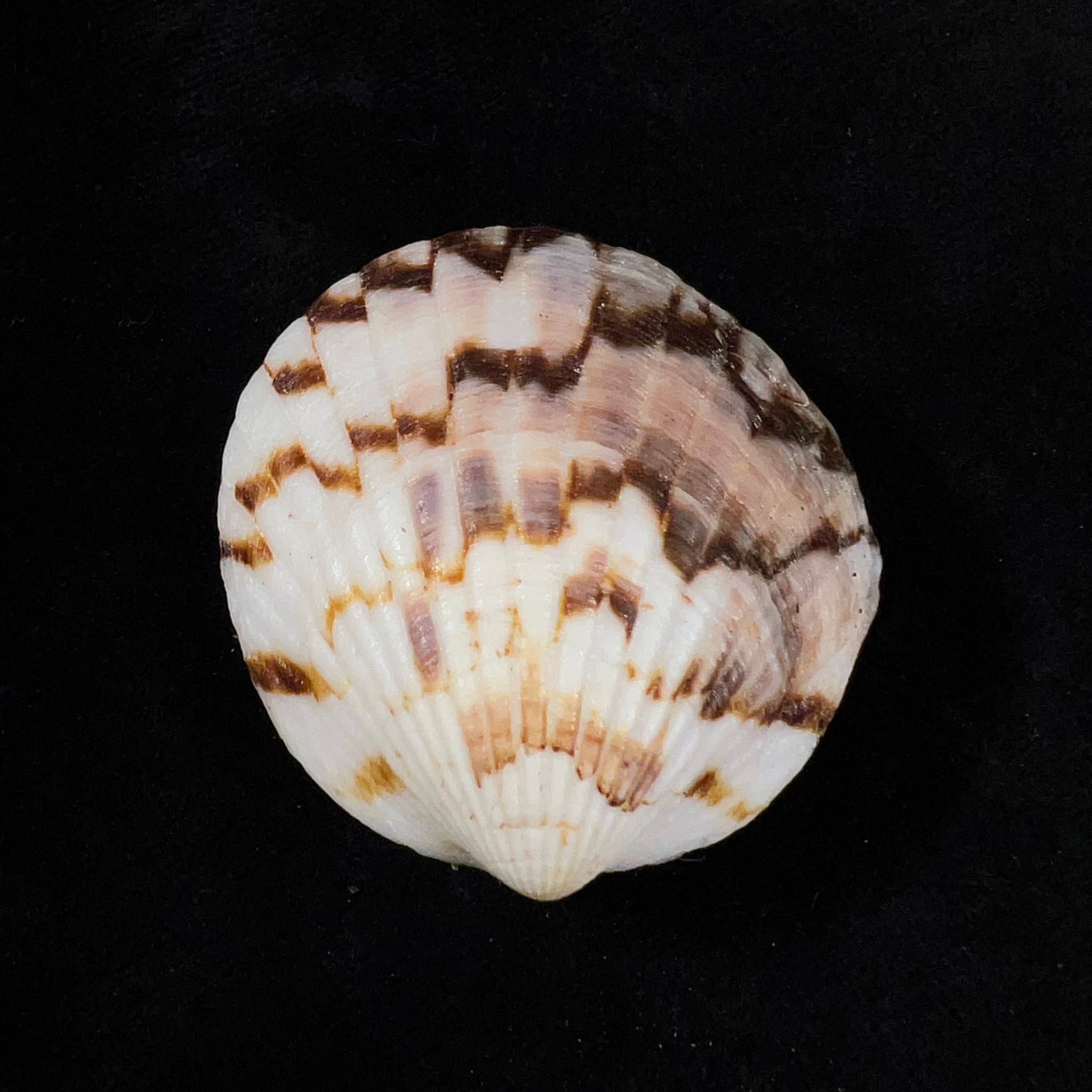 Tucetona pectunculus (林奈, 1758) - 44,8mm