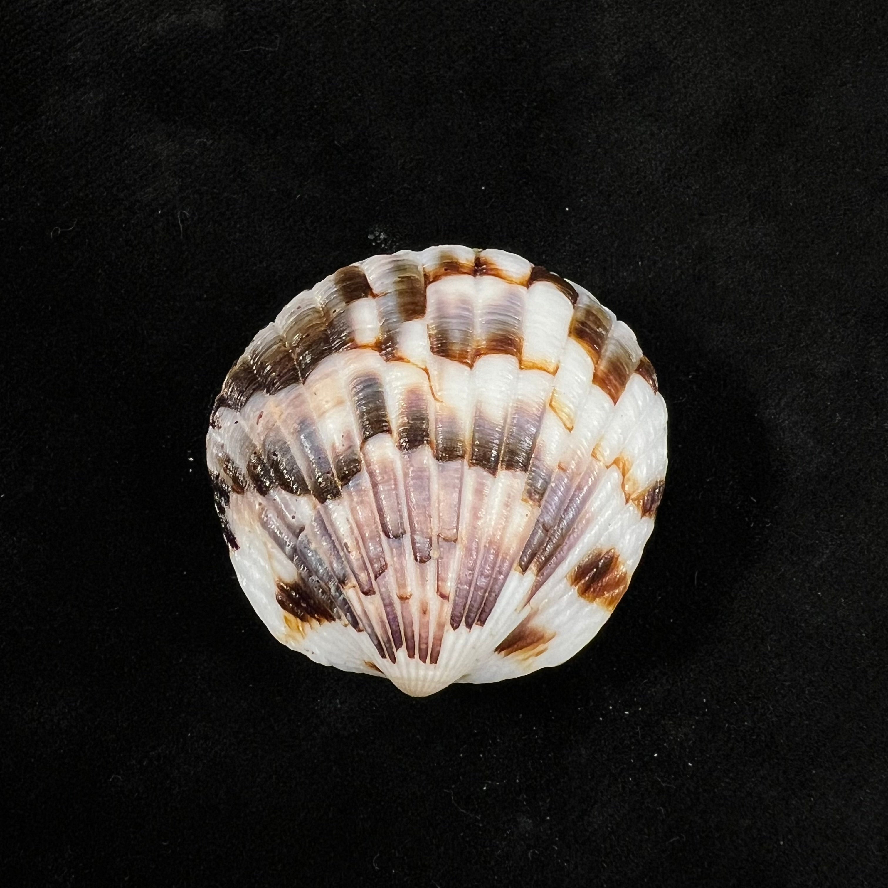 Tucetona pectunculus (林奈, 1758) - 36,9mm
