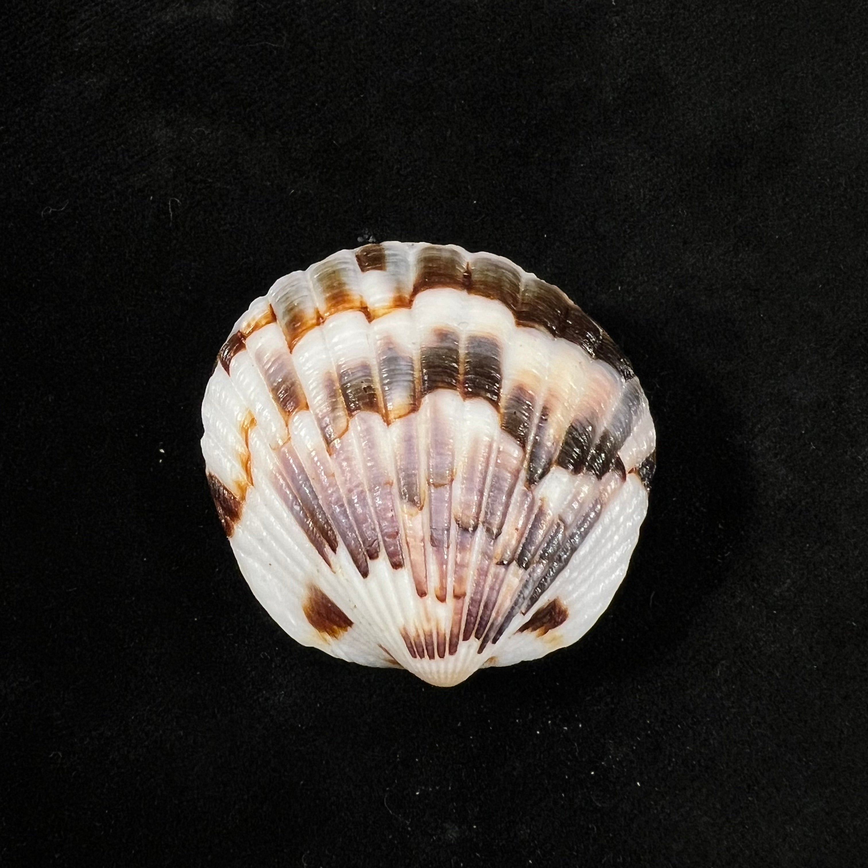 Tucetona pectunculus (林奈, 1758) - 36,9mm