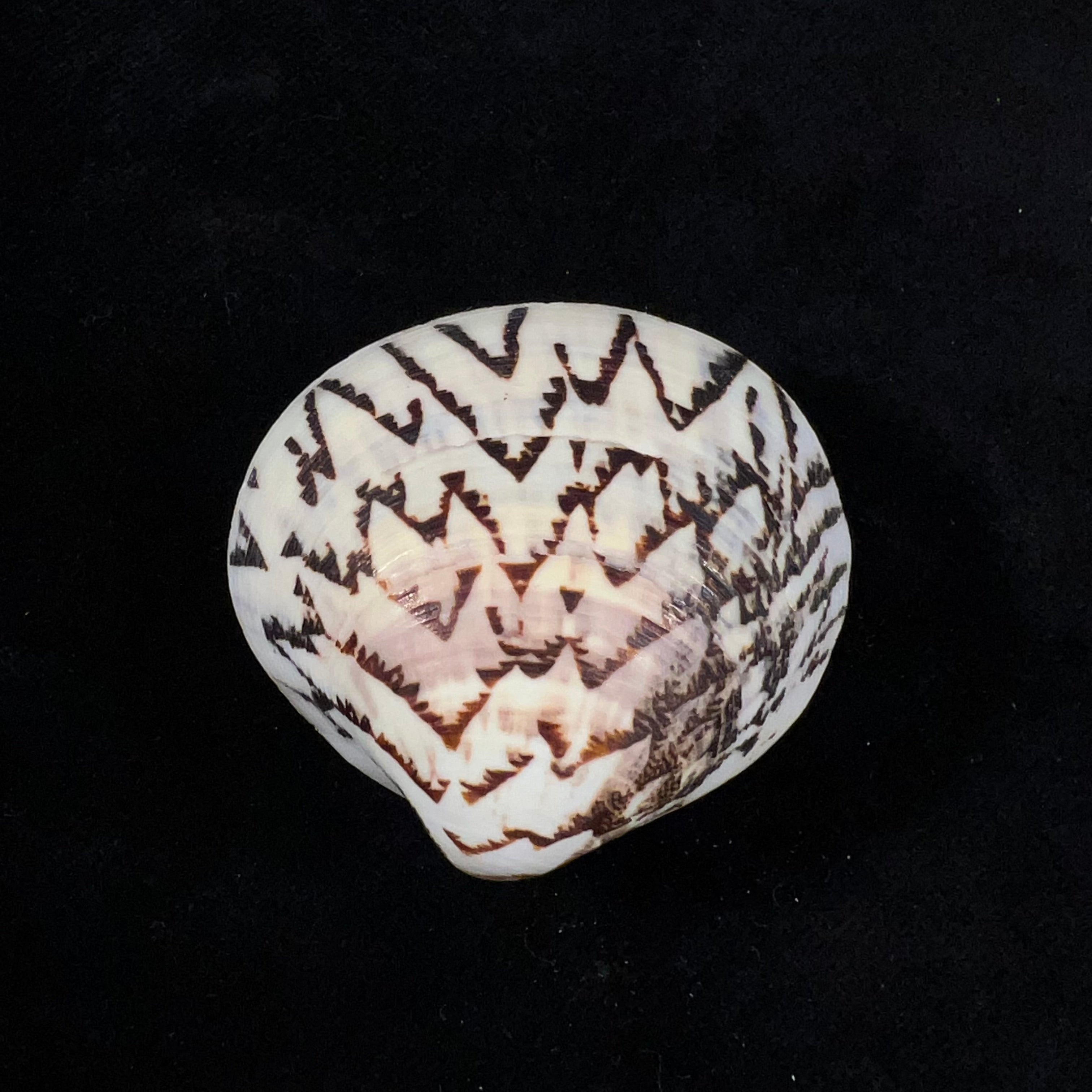 Lioconcha castrensis (林奈, 1758) - 43,6mm